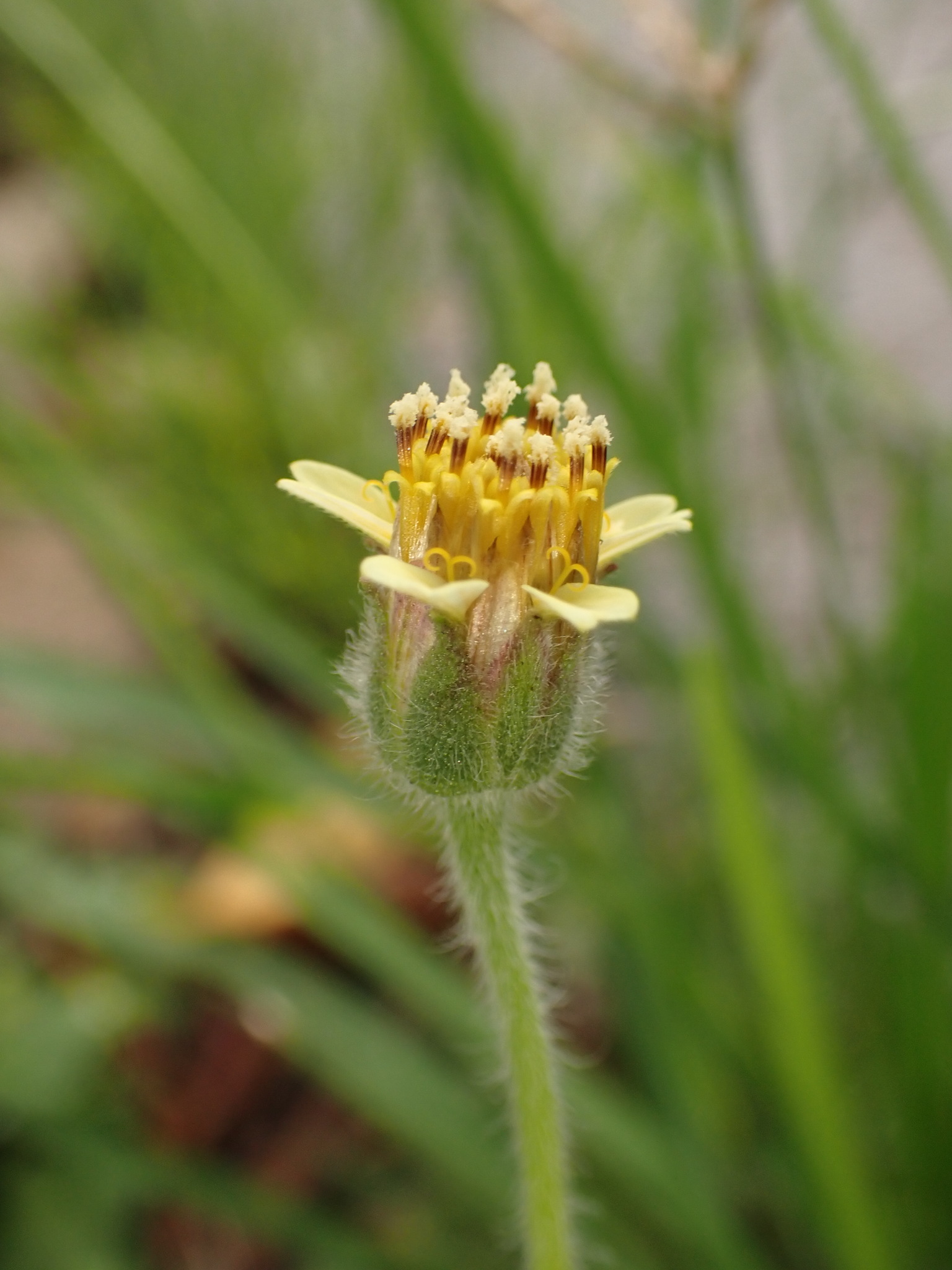Photo of Tridax Daisy (11/12)