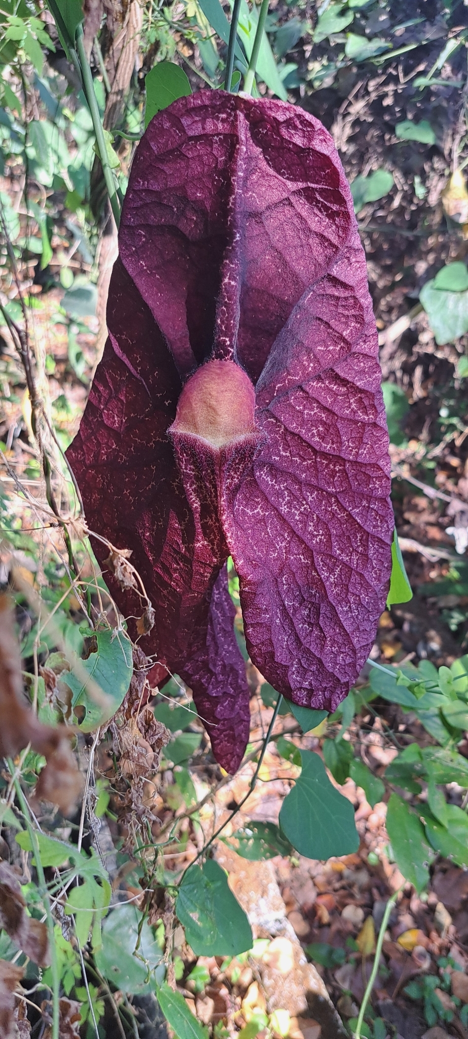 Photo of Brazilian Dutchman's Pipe (1/15)