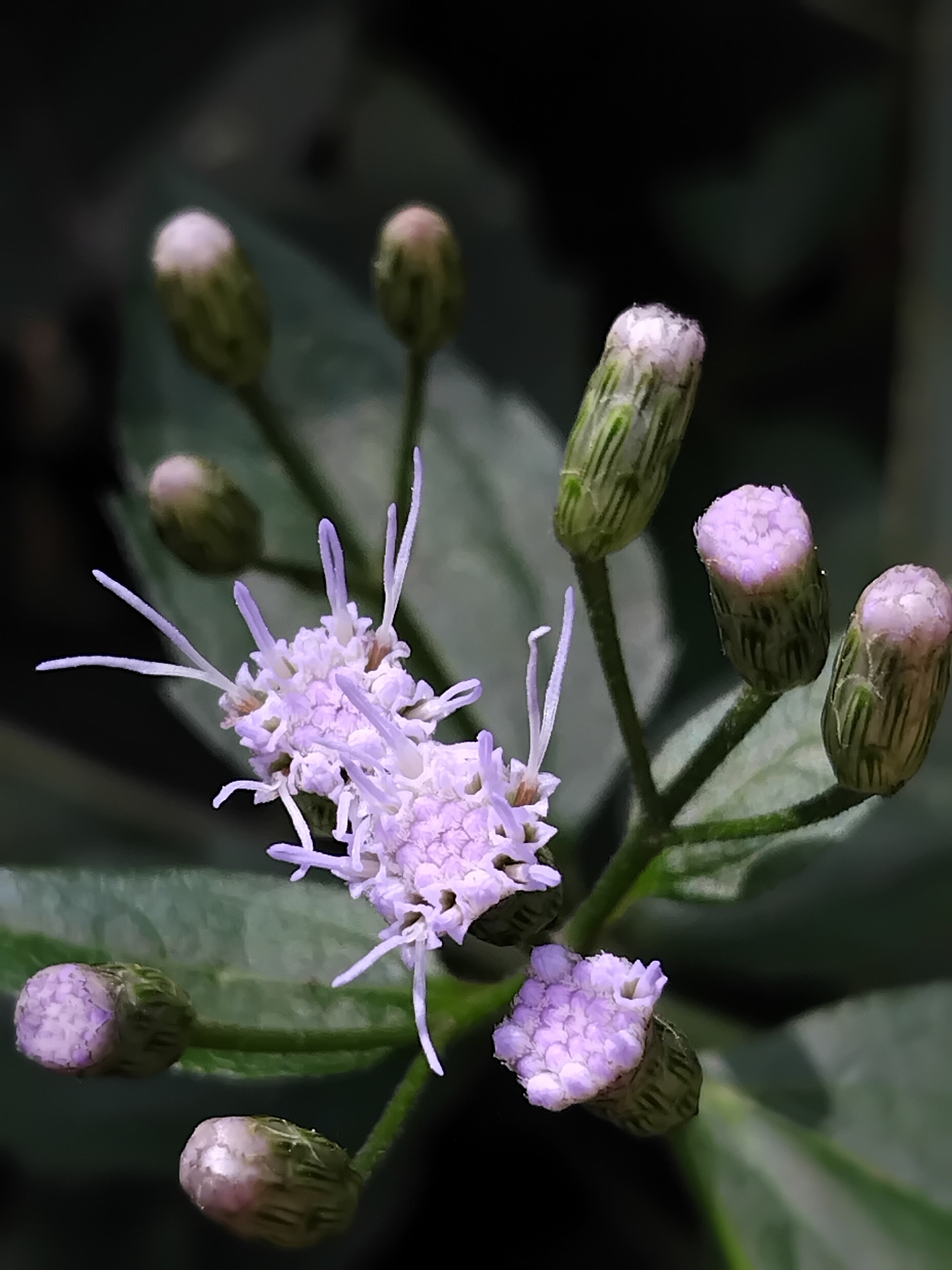 Photo of Siam weed (6/9)