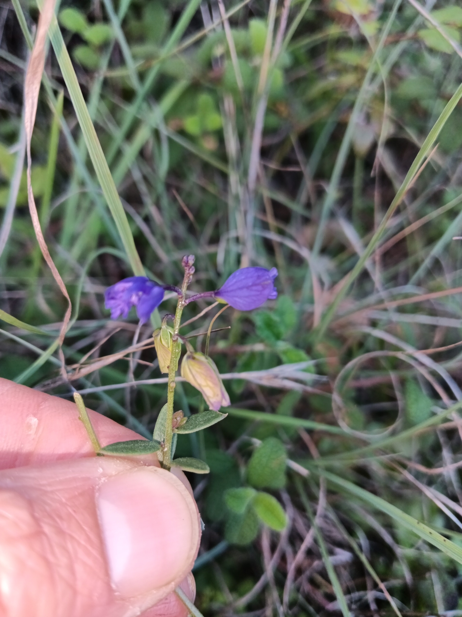 Photo of Common Milkwort (3/8)