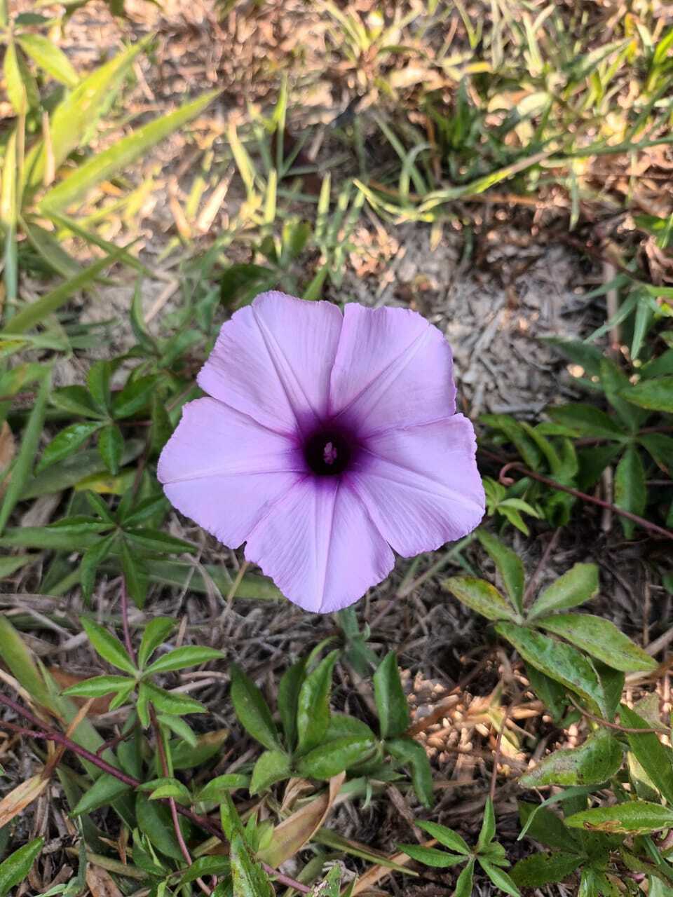 Photo of Mile-a-minute vine (12/12)