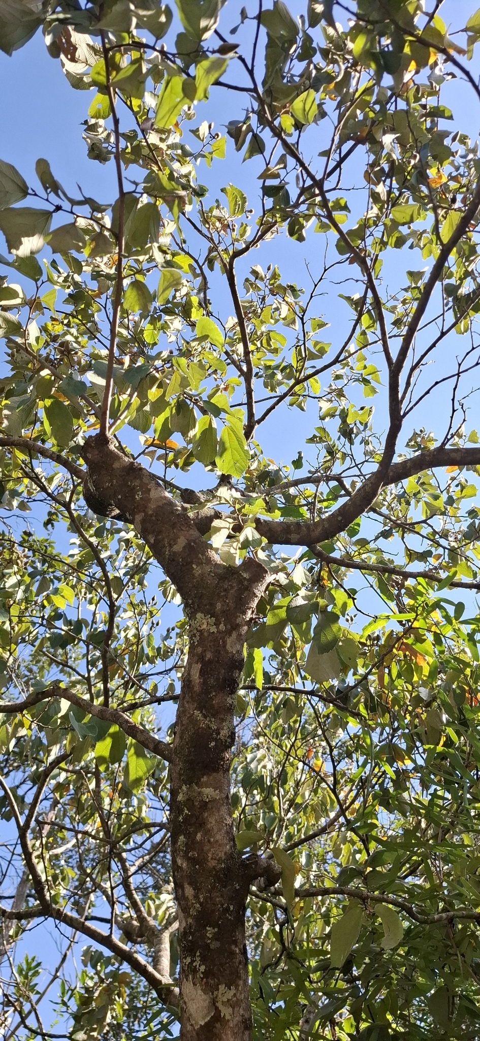 Photo of Luehea divaricata (3/12)