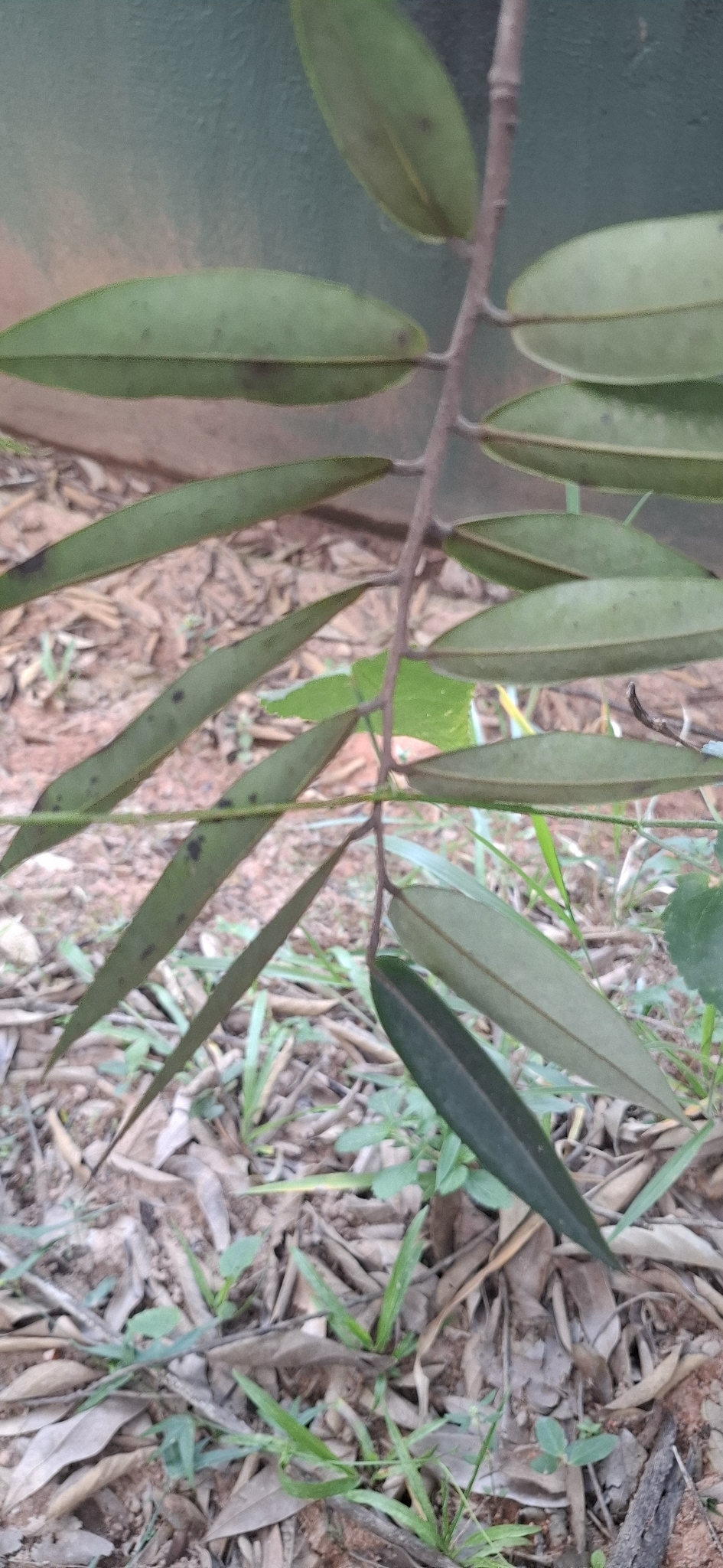 Photo of Xylopia aromatica (7/8)