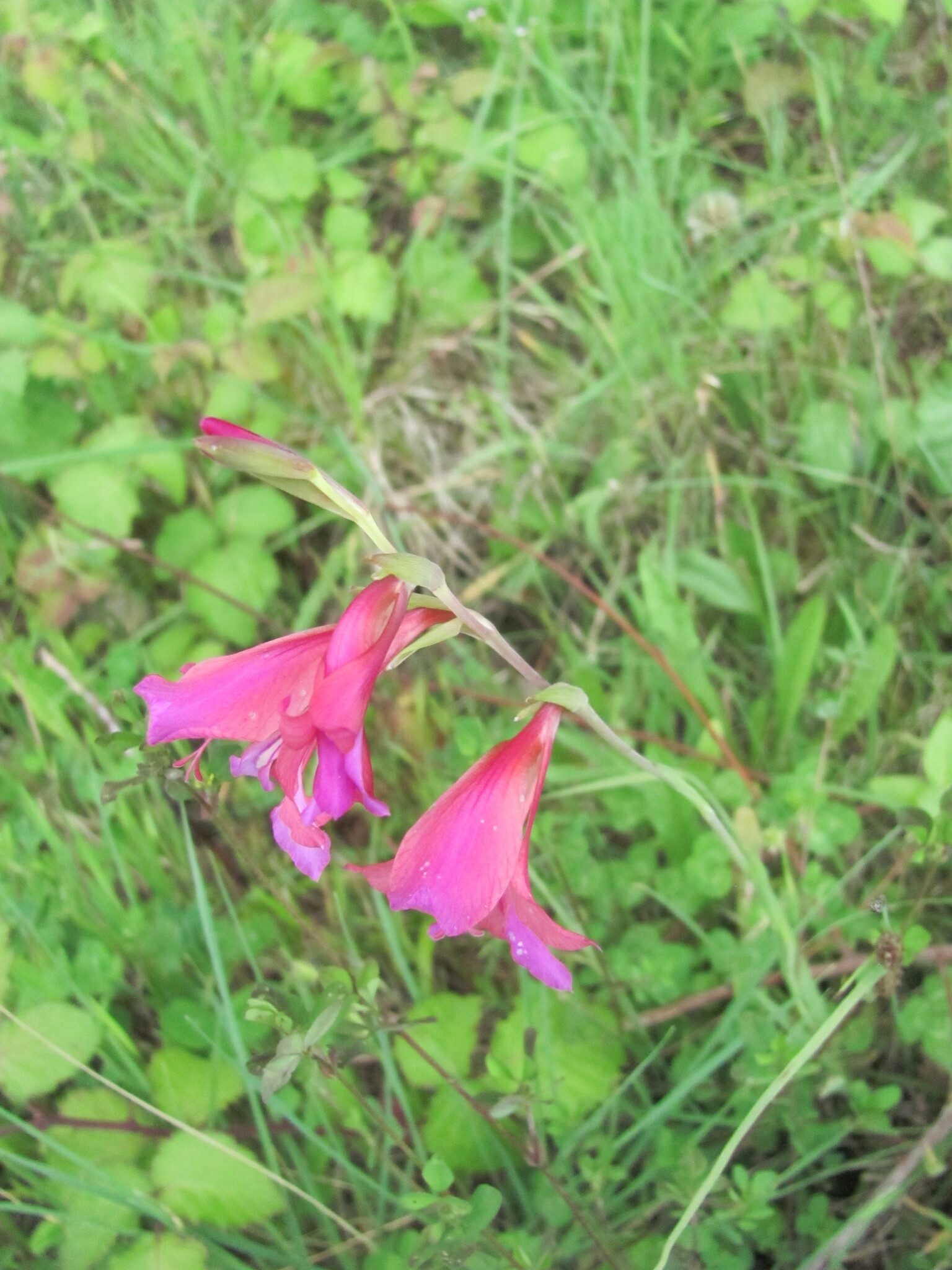 Photo of Field Gladiolus (1/12)