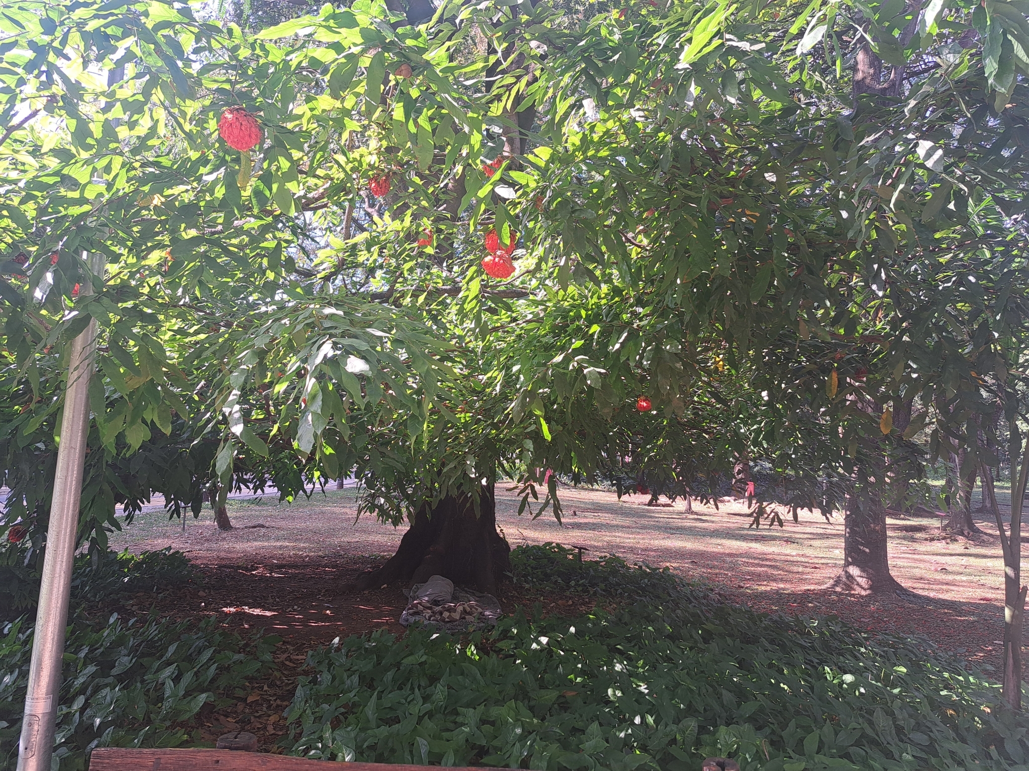Photo of Rose of Venezuela (7/10)