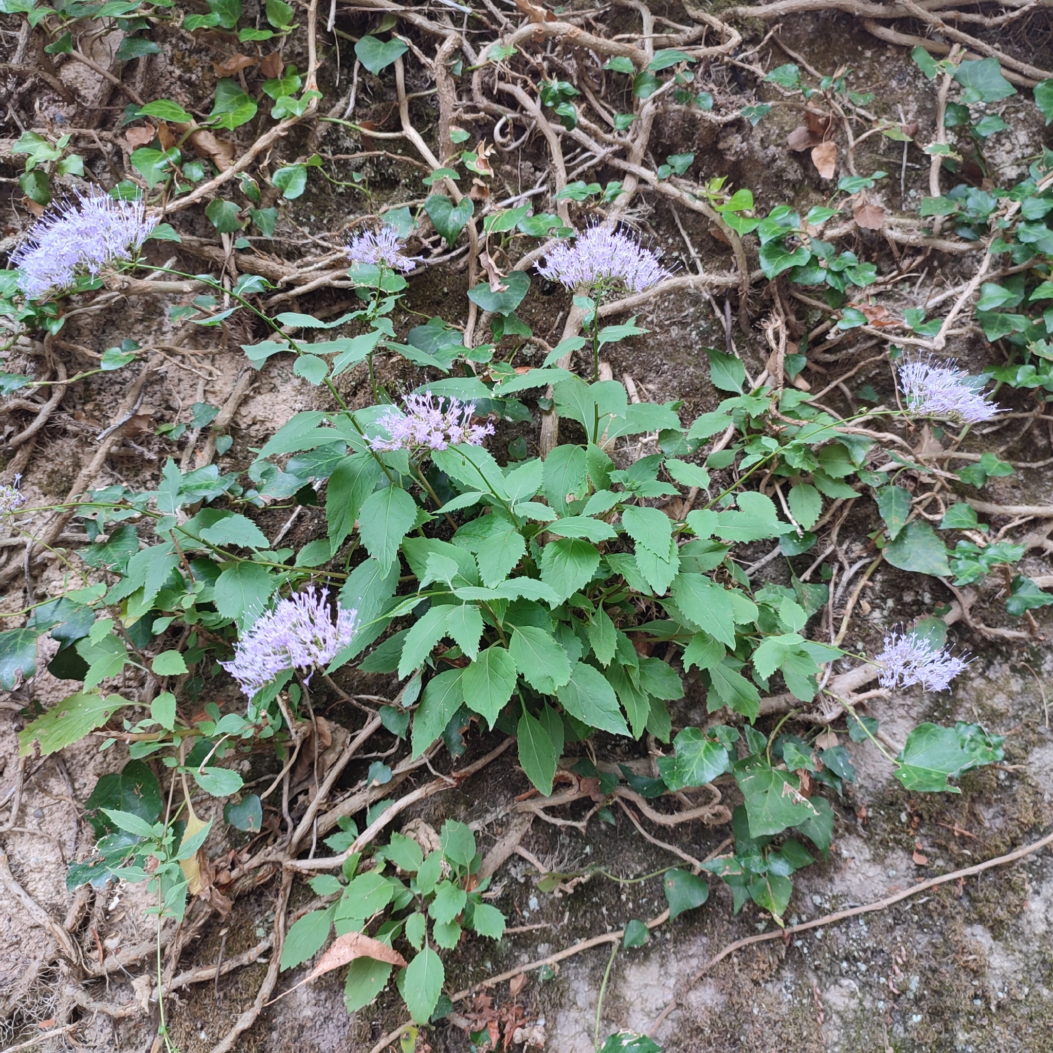 Photo of Throatwort (1/12)