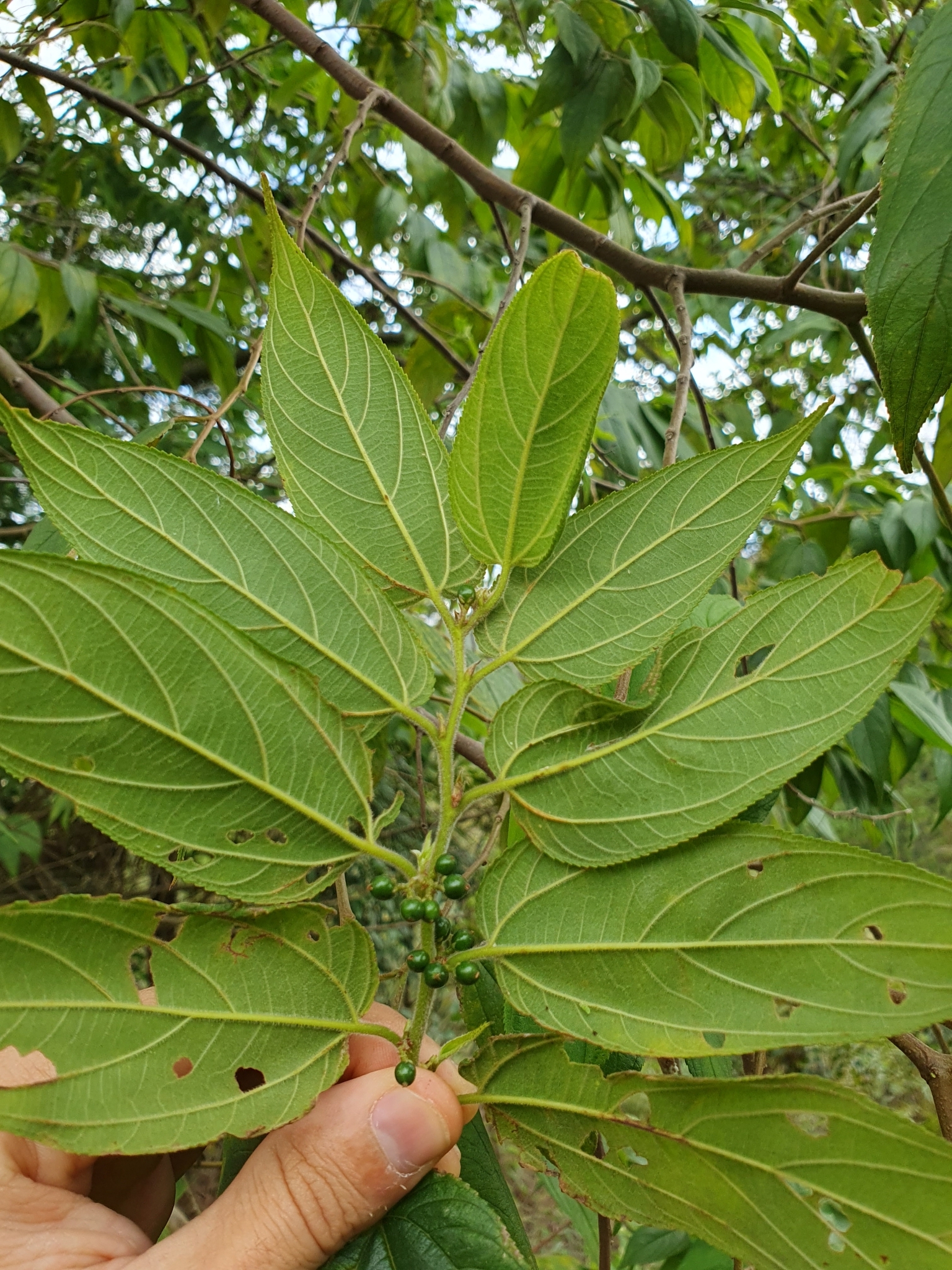 Photo of Nettletree (12/12)