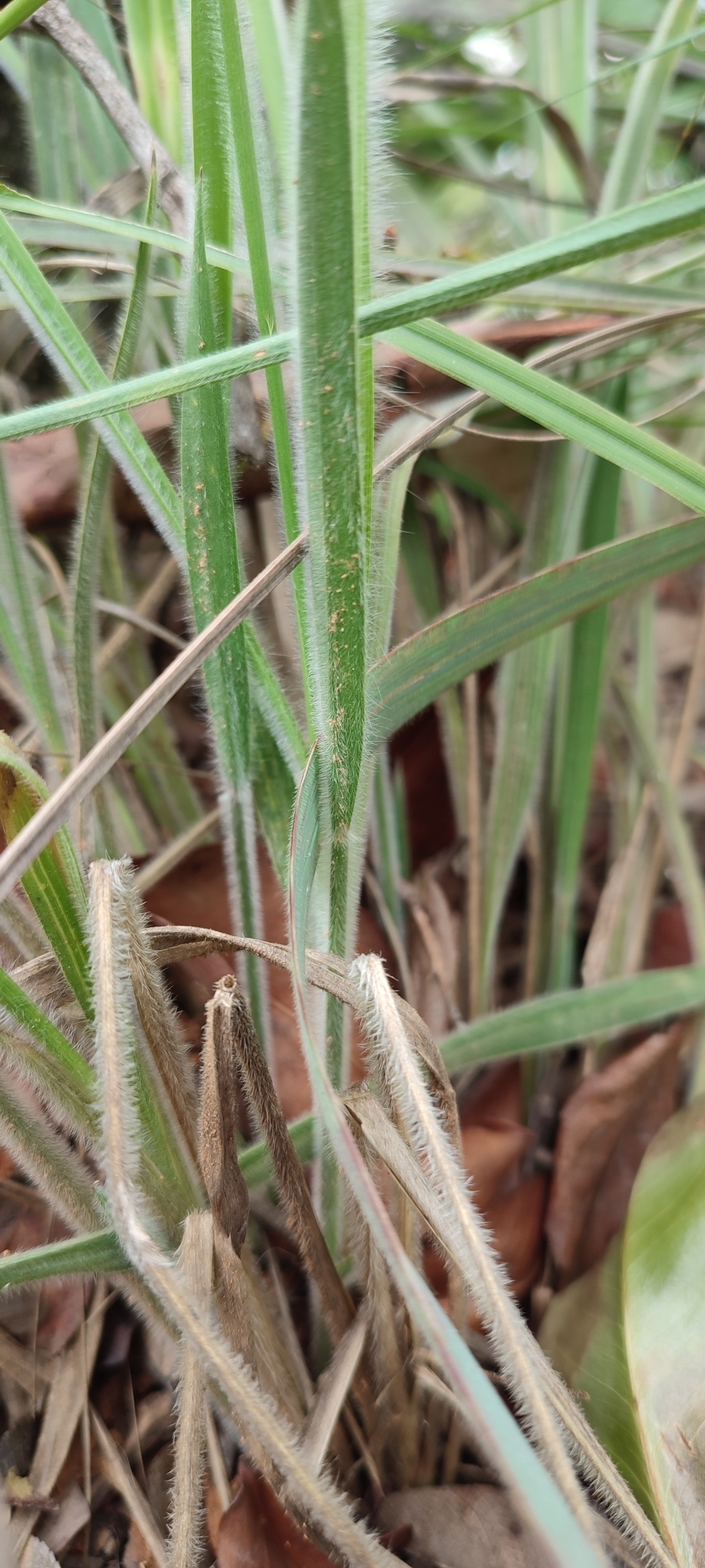 Photo of Eragrostis polytricha (3/12)
