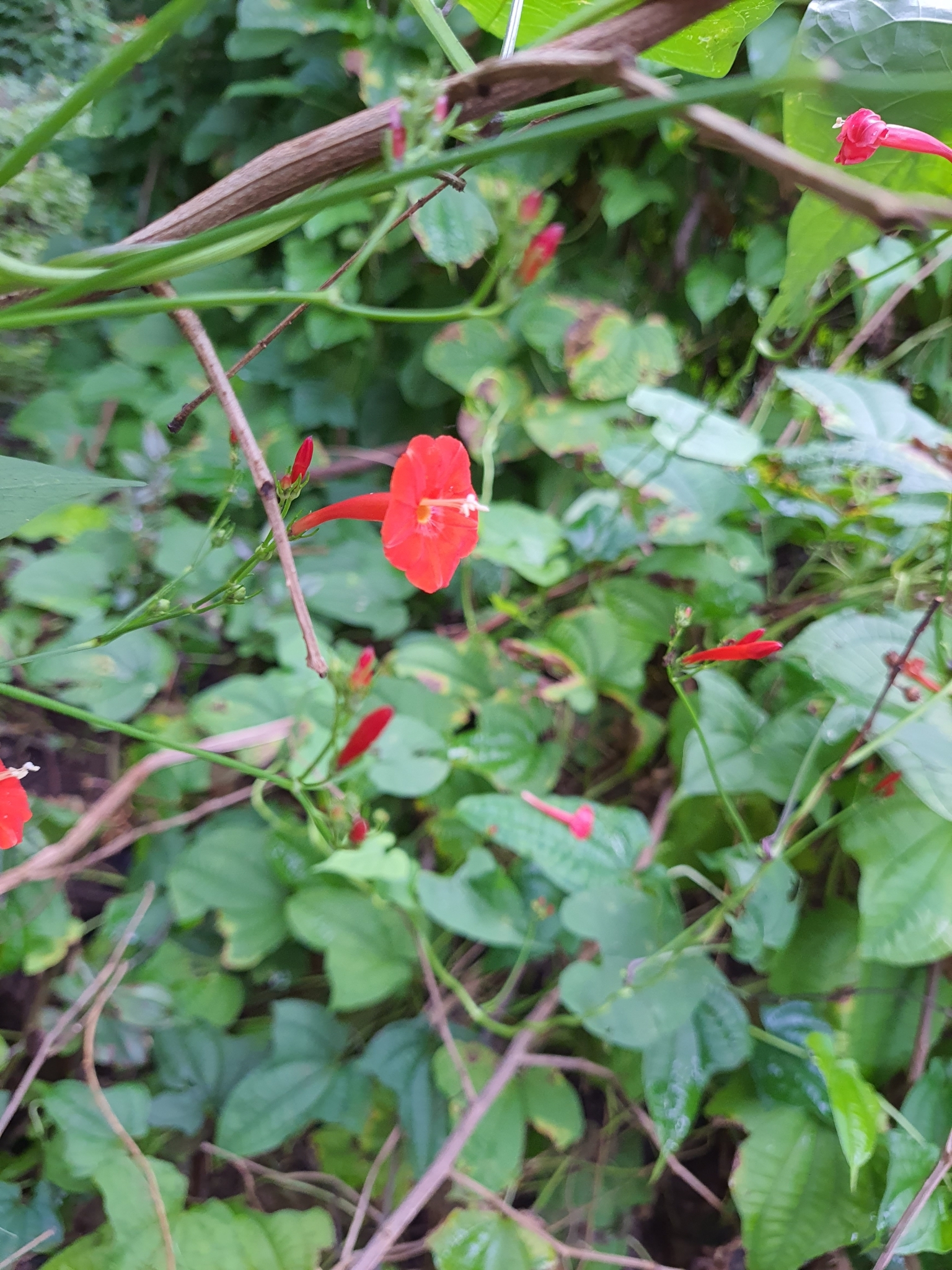 Photo of scarlet creeper (11/11)