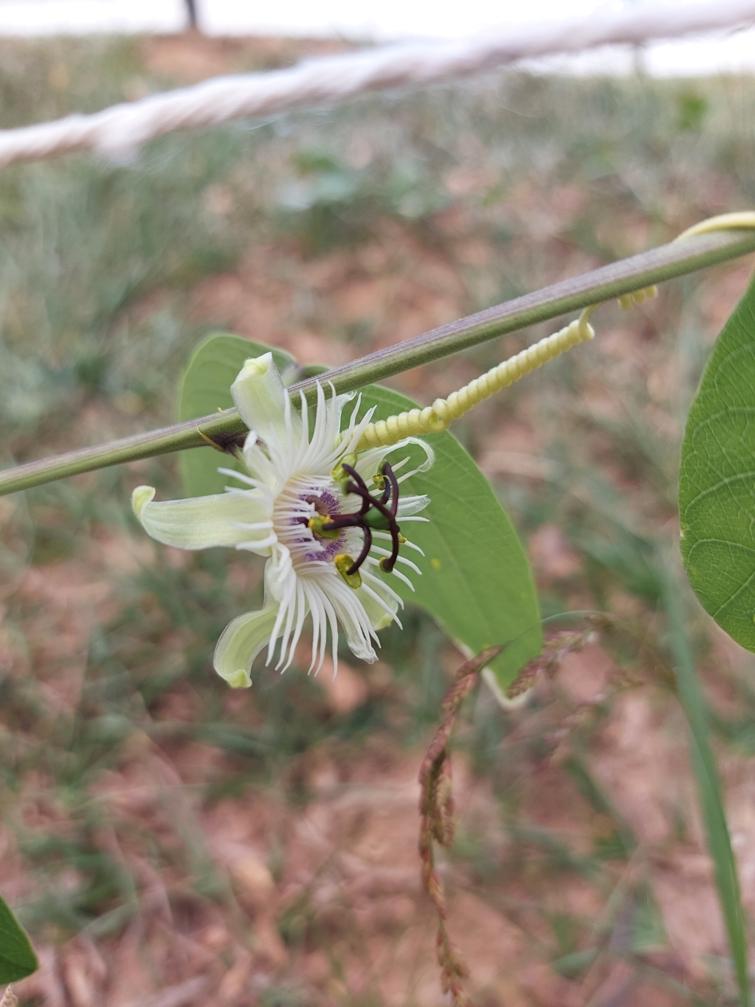 Photo of Passiflora pohlii (4/6)
