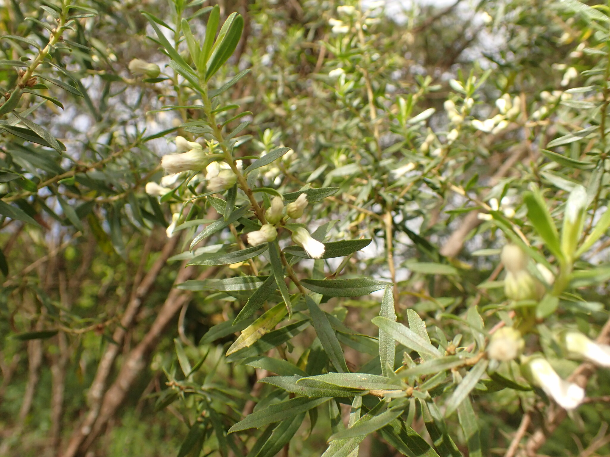 Photo of Baccharis dracunculifolia (2/12)