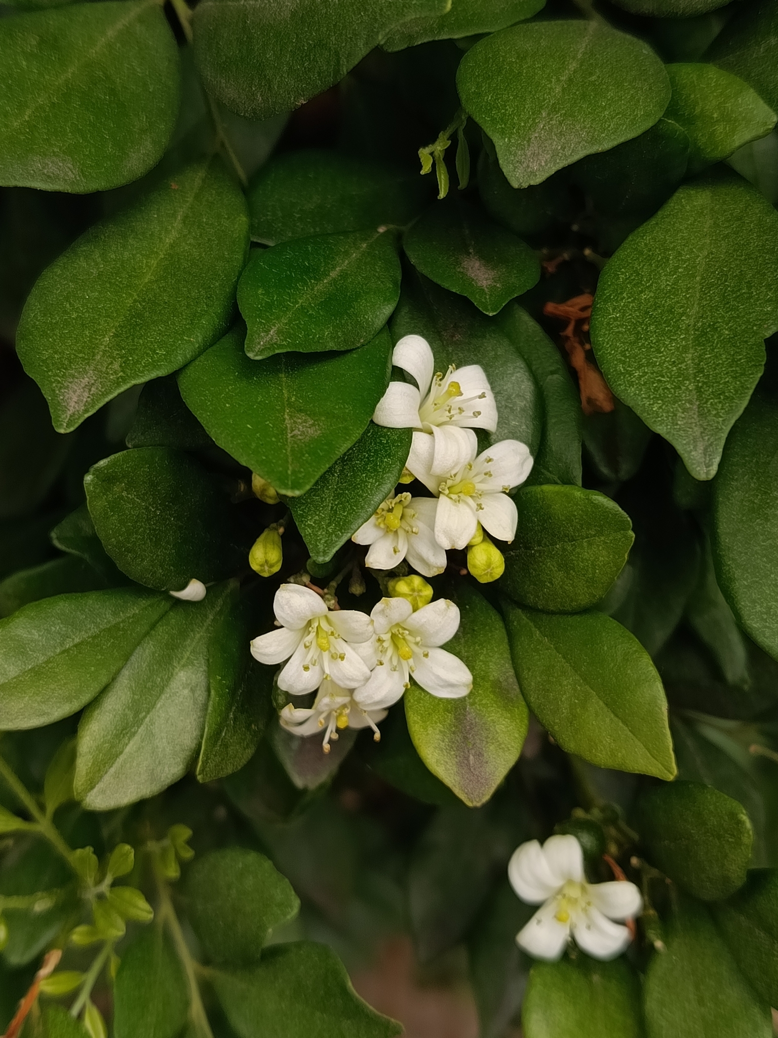 Photo of Murraya (4/8)