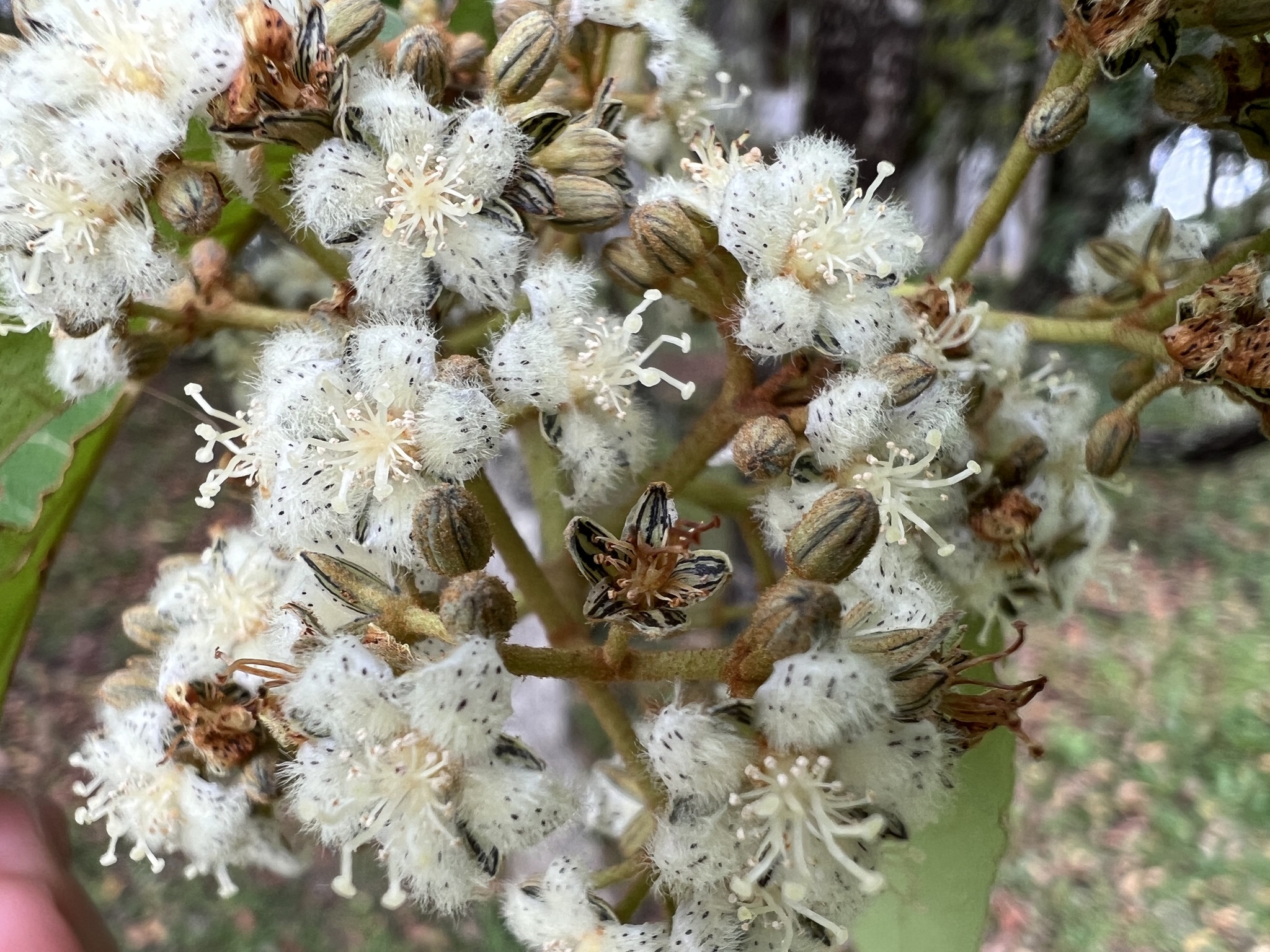 Photo of Malpighiales (2/7)