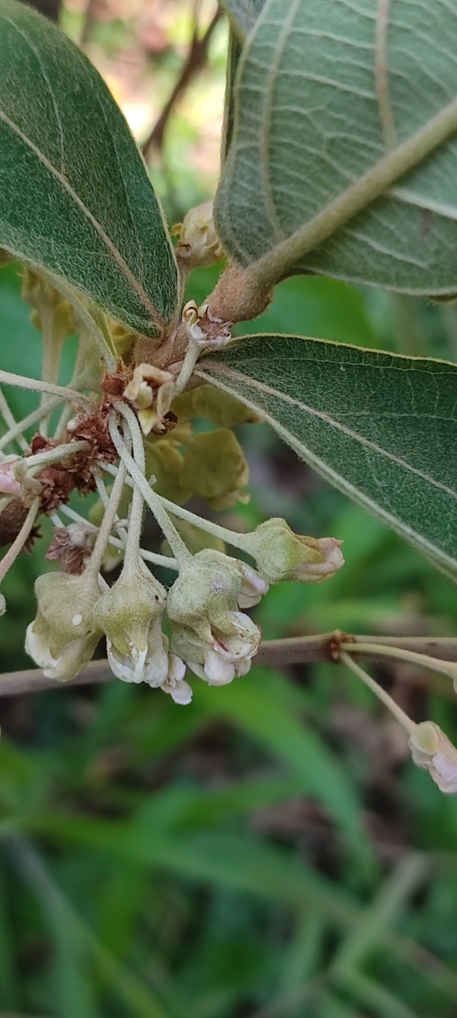 Photo of Pterandra pyroidea (1/8)