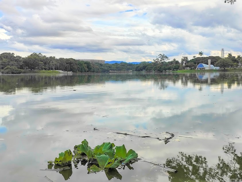 Photo of Water Lettuce (3/7)