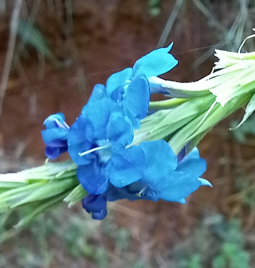 Photo of Stachytarpheta (4/6)