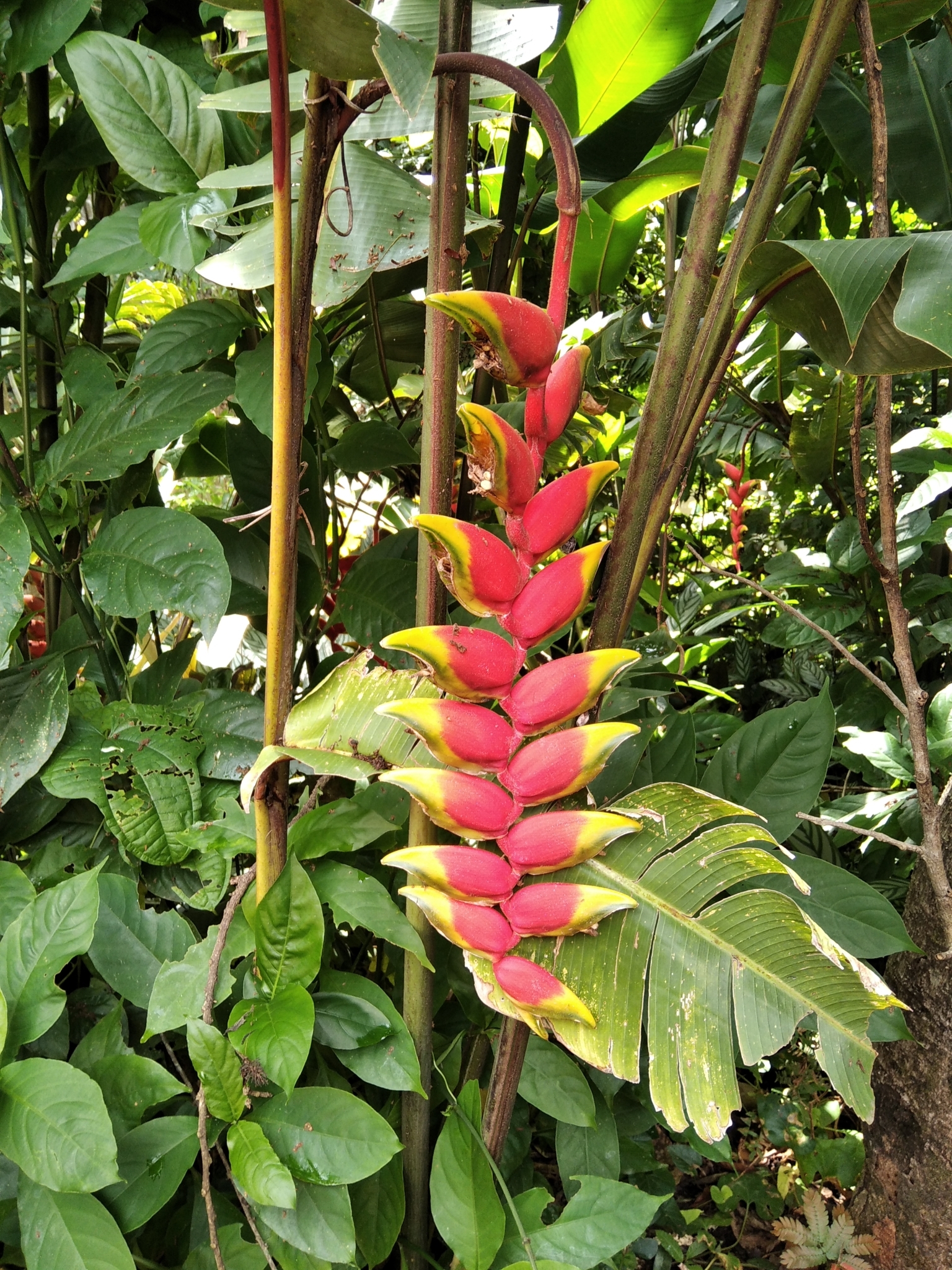 Photo of Hanging Lobster Claw Heliconia (3/12)