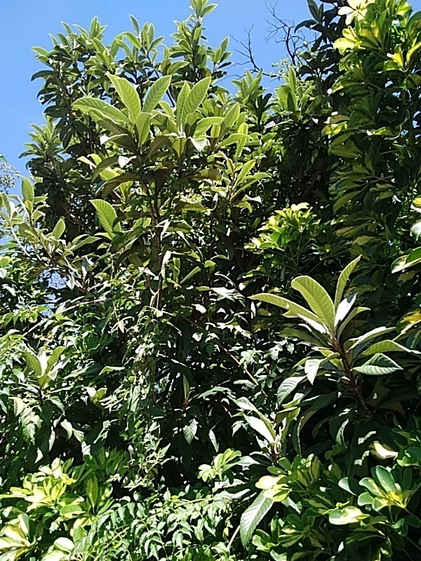 Photo of Indian mango (3/12)