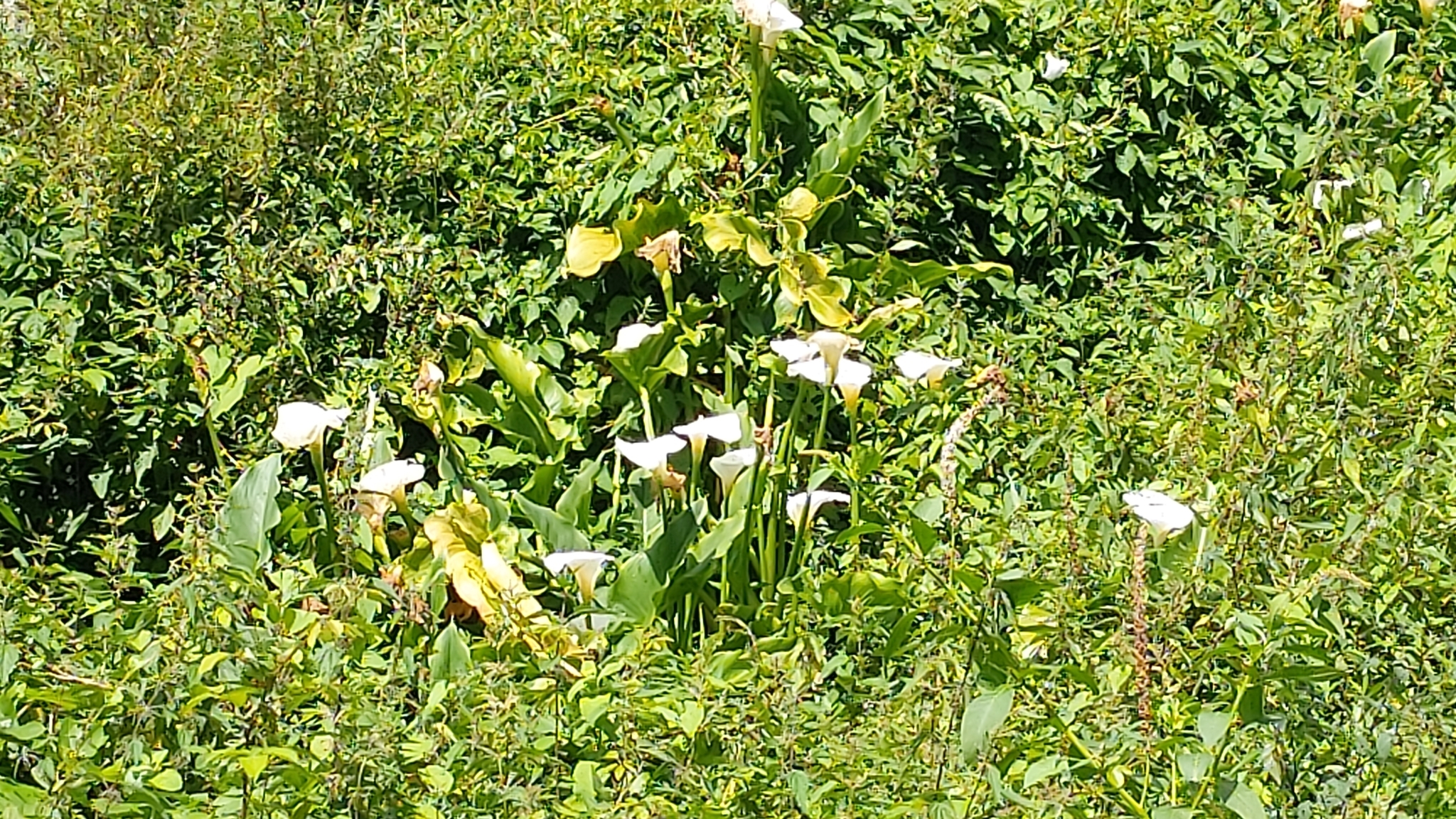 Photo of calla lily (11/12)