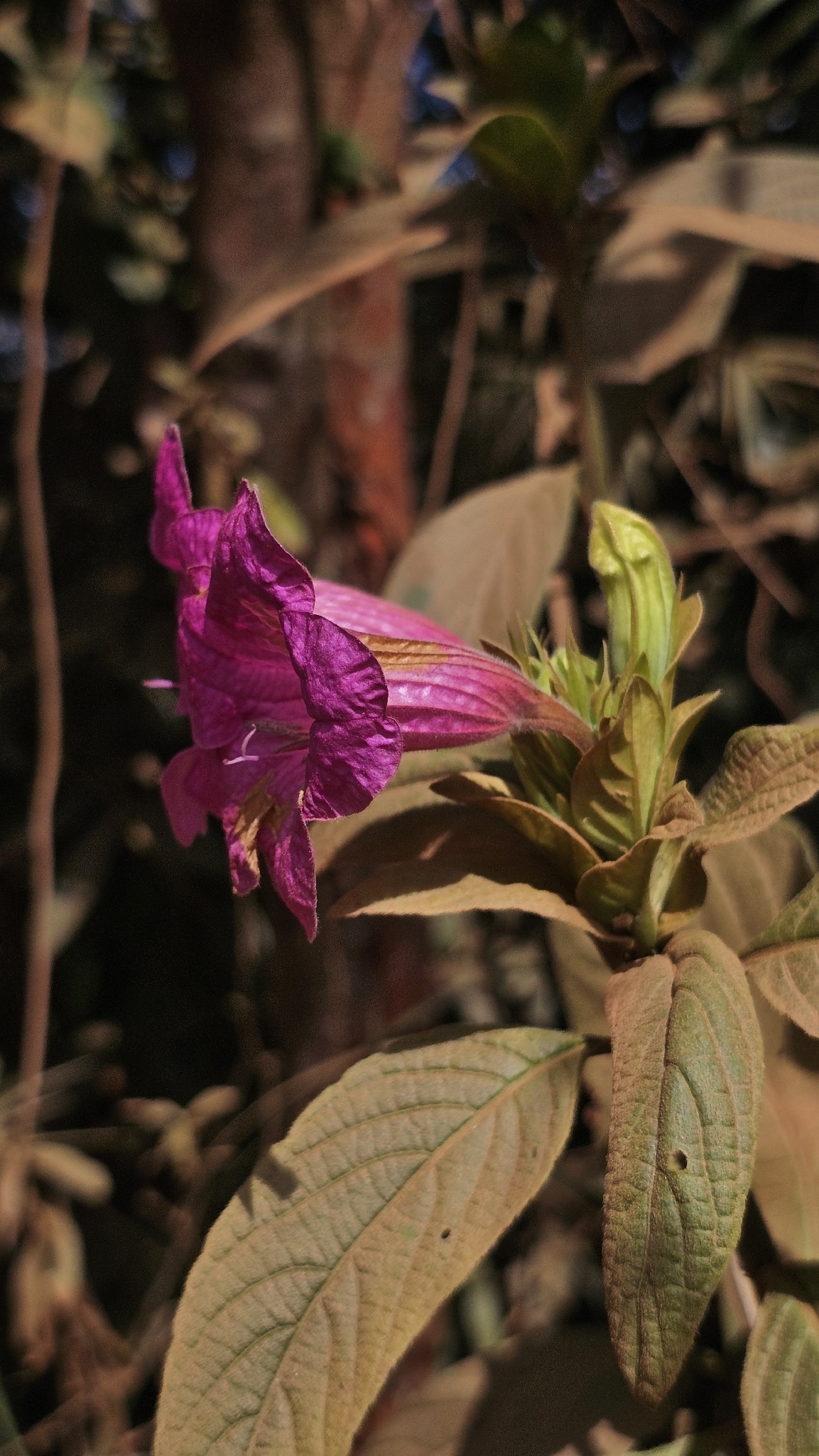 Photo of Ruellia macrantha (9/12)