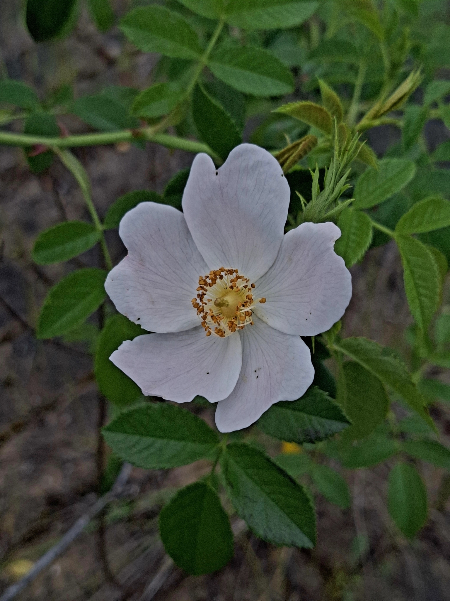 Photo of Dog-rose (3/12)