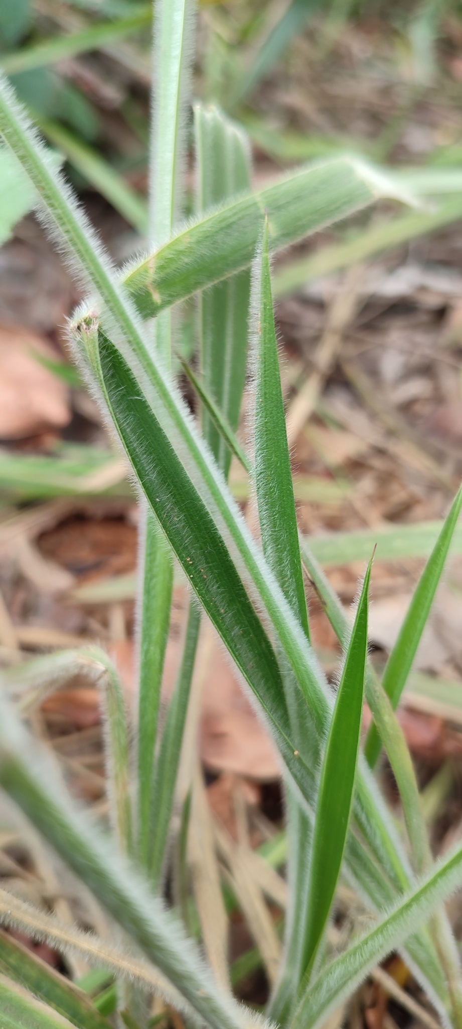Photo of Eragrostis polytricha (8/12)