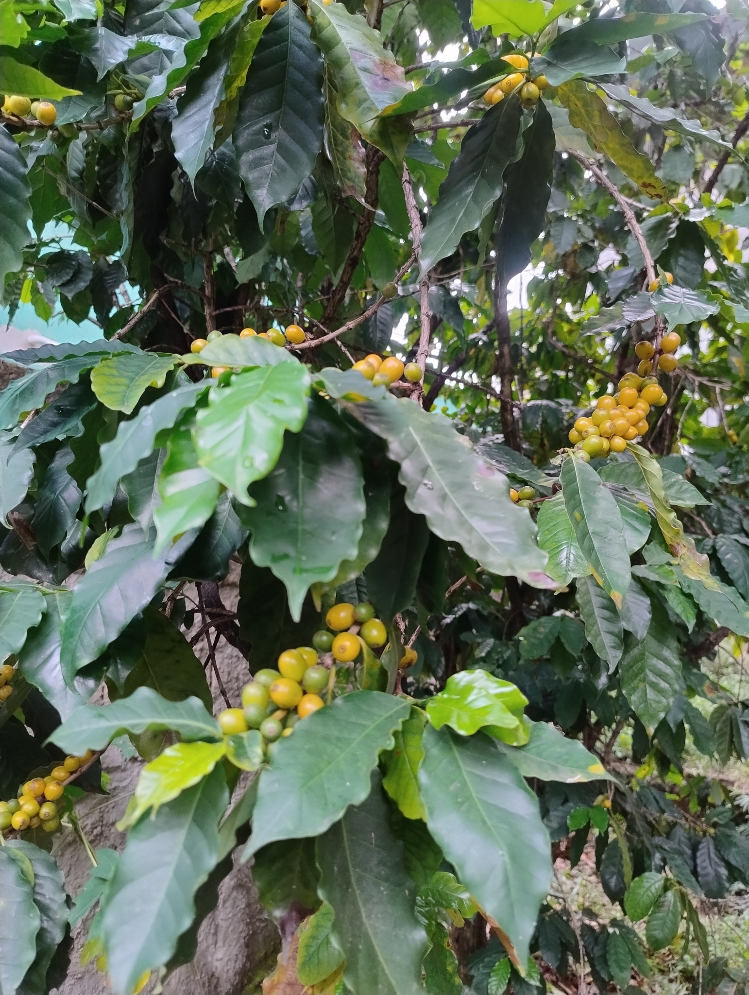 Photo of Coffee (1/7)