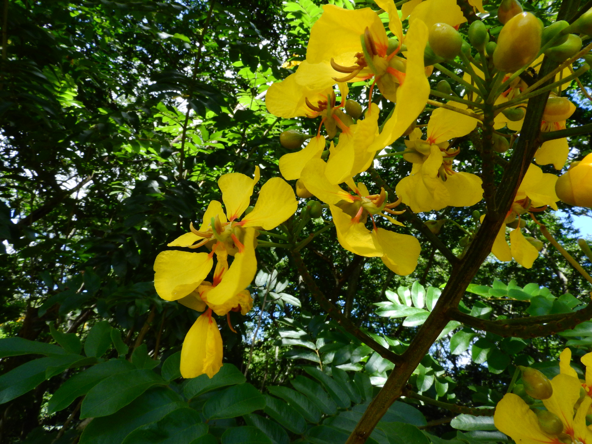 Photo of Senna silvestris (8/12)
