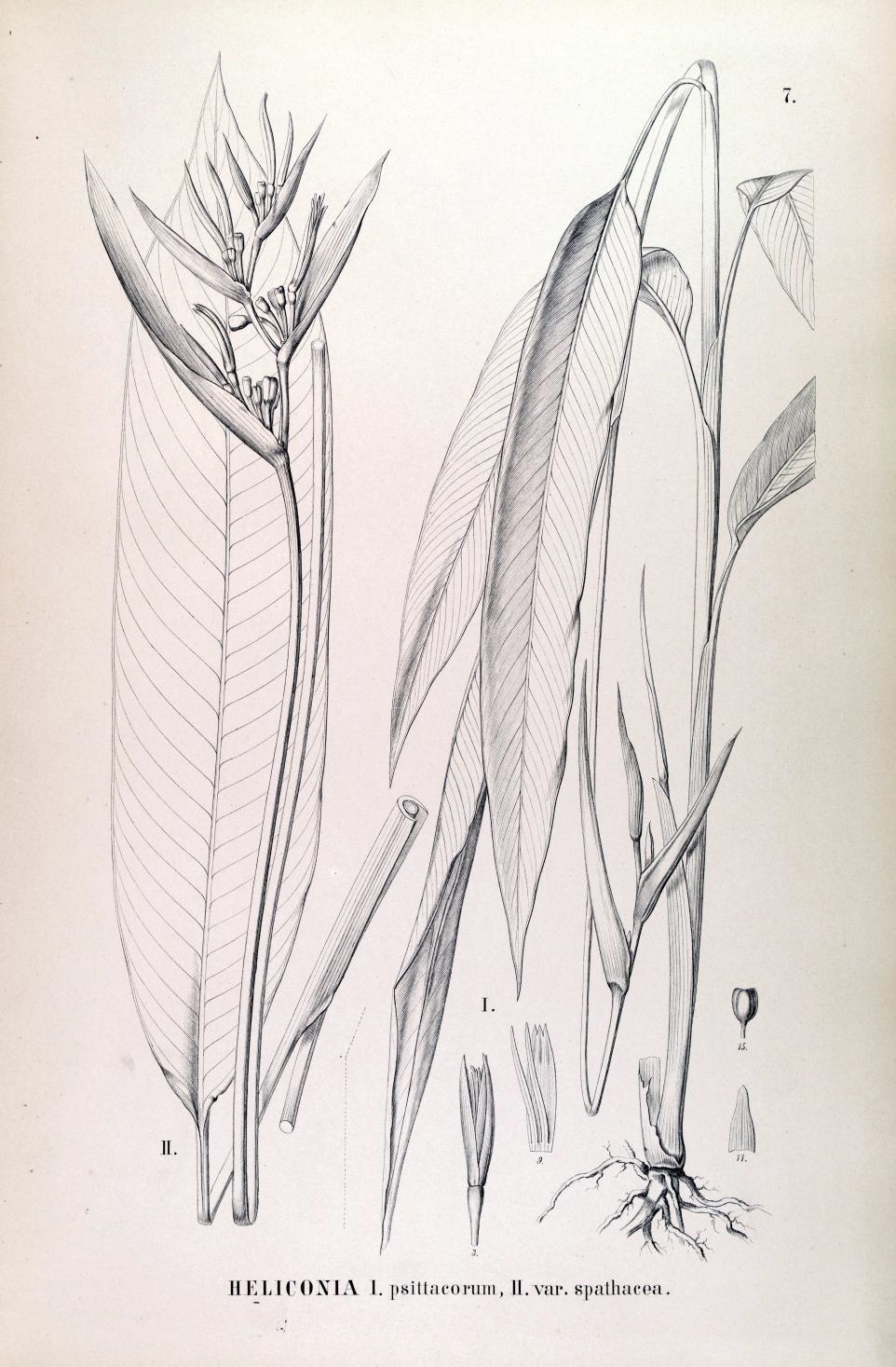 Photo of Parrot's Beak (6/11)