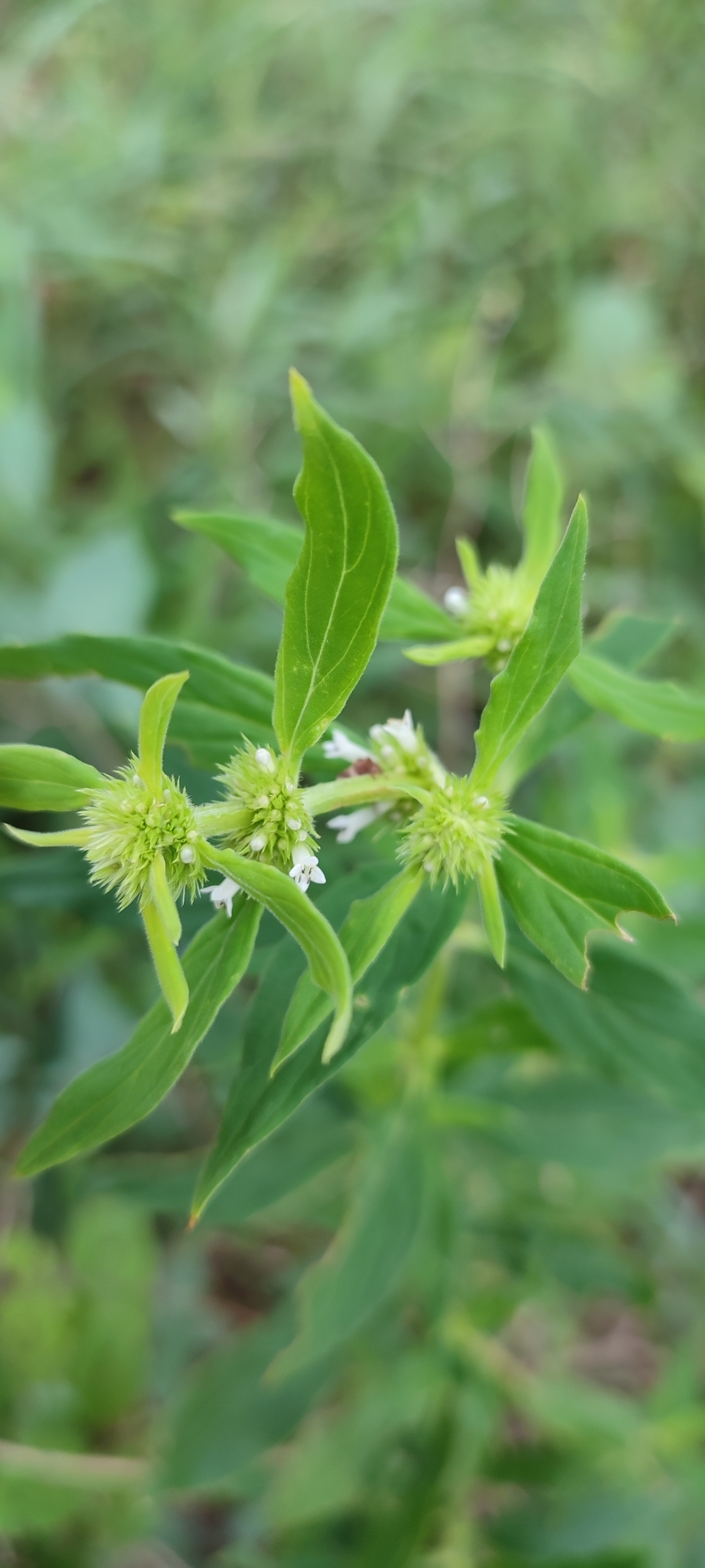 Photo of shrubby false buttonweed (11/12)