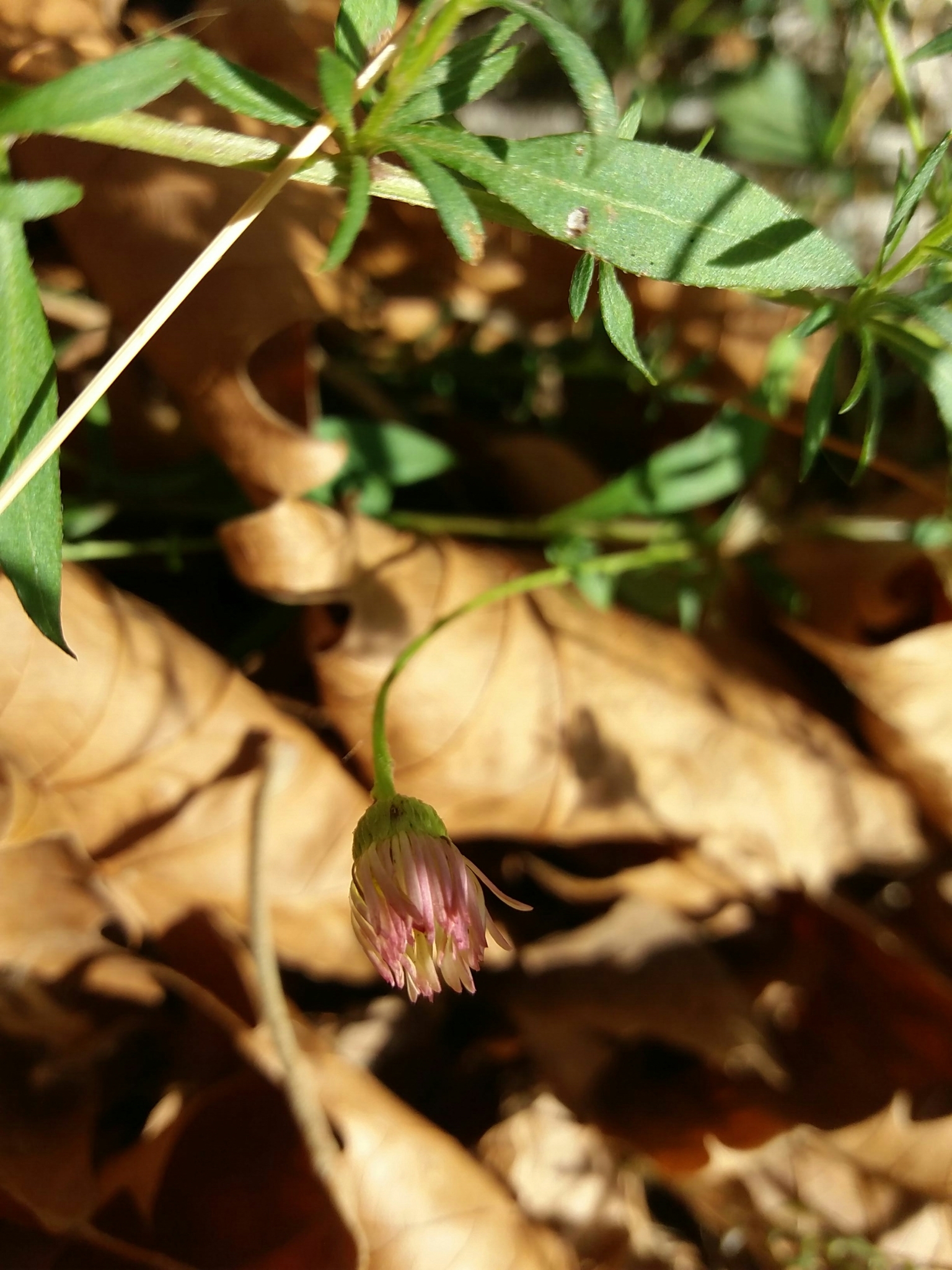 Photo of Mexican Fleabane (6/12)