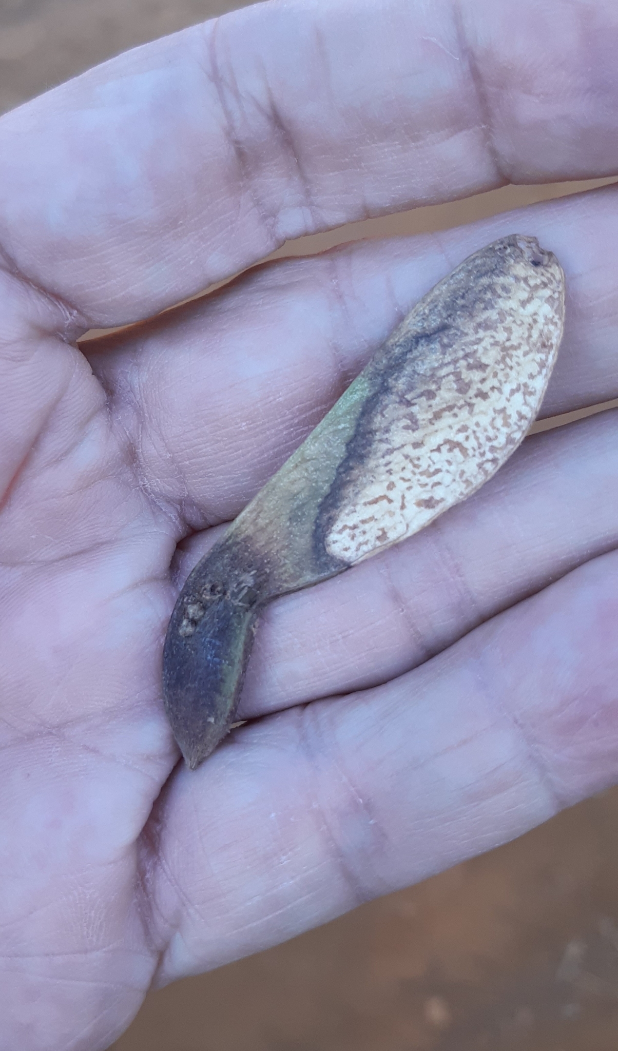 Photo of Magnoliopsida (4/5)