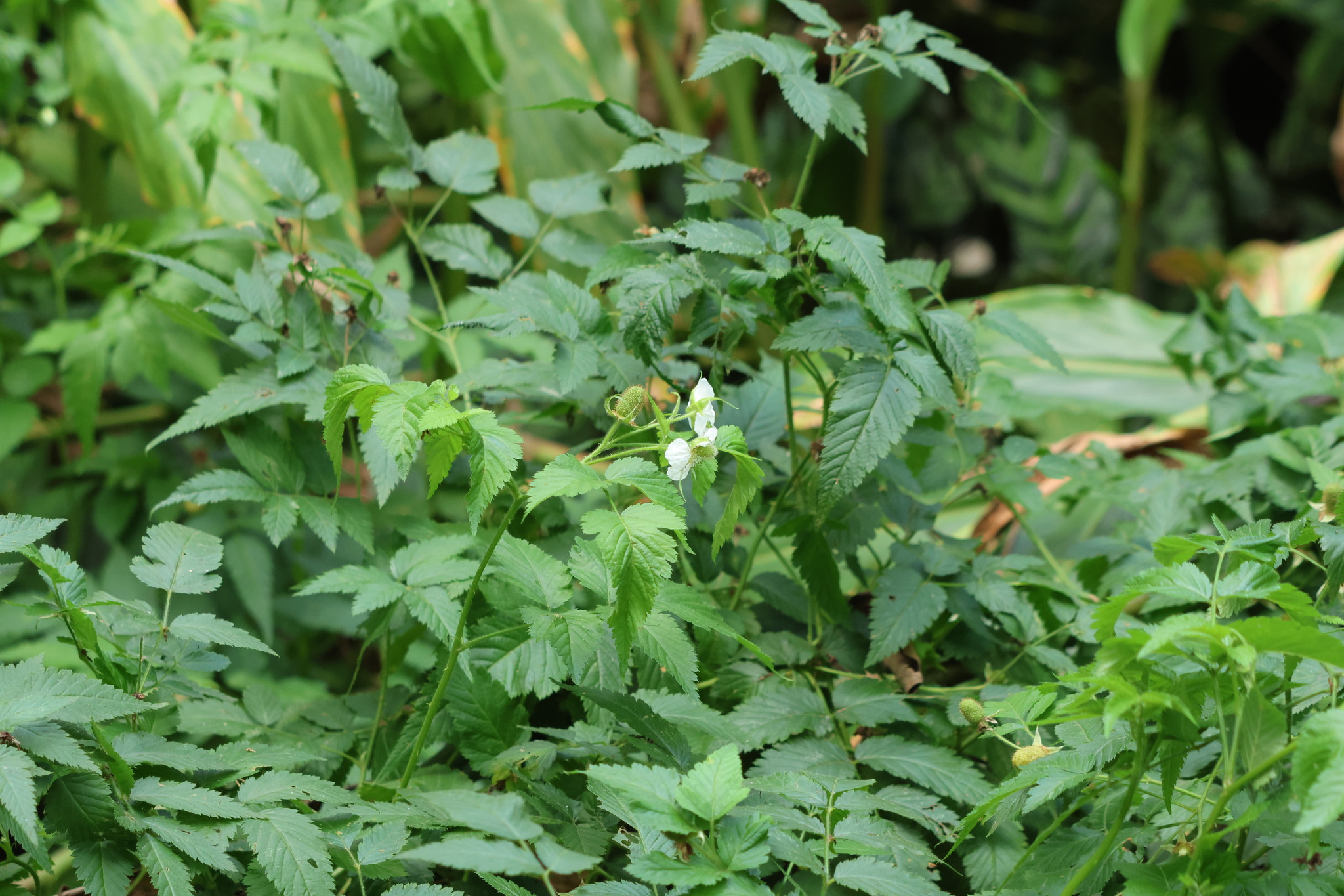Photo of roseleaf bramble (2/10)