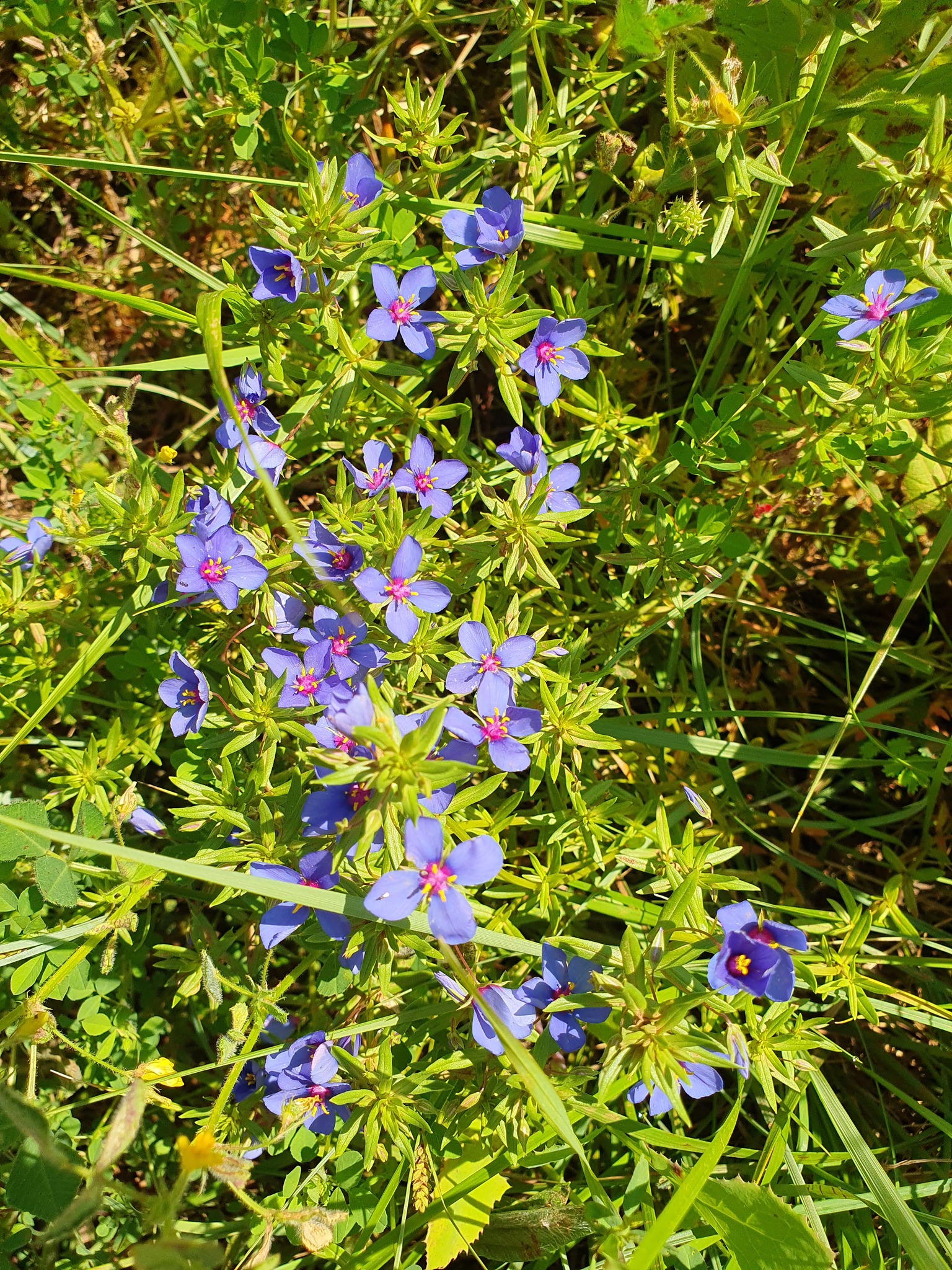 Photo of Flax-leaved Blue Pimpernel (2/12)