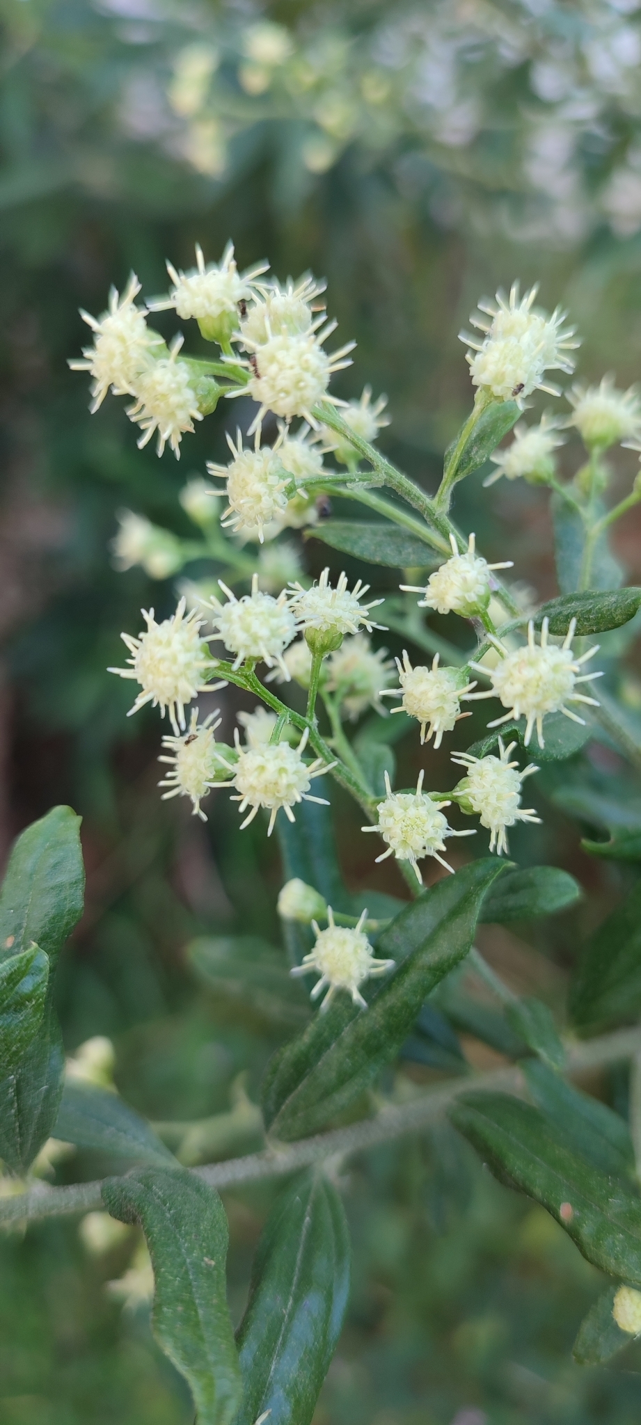 Photo of Baccharis trinervis (6/12)