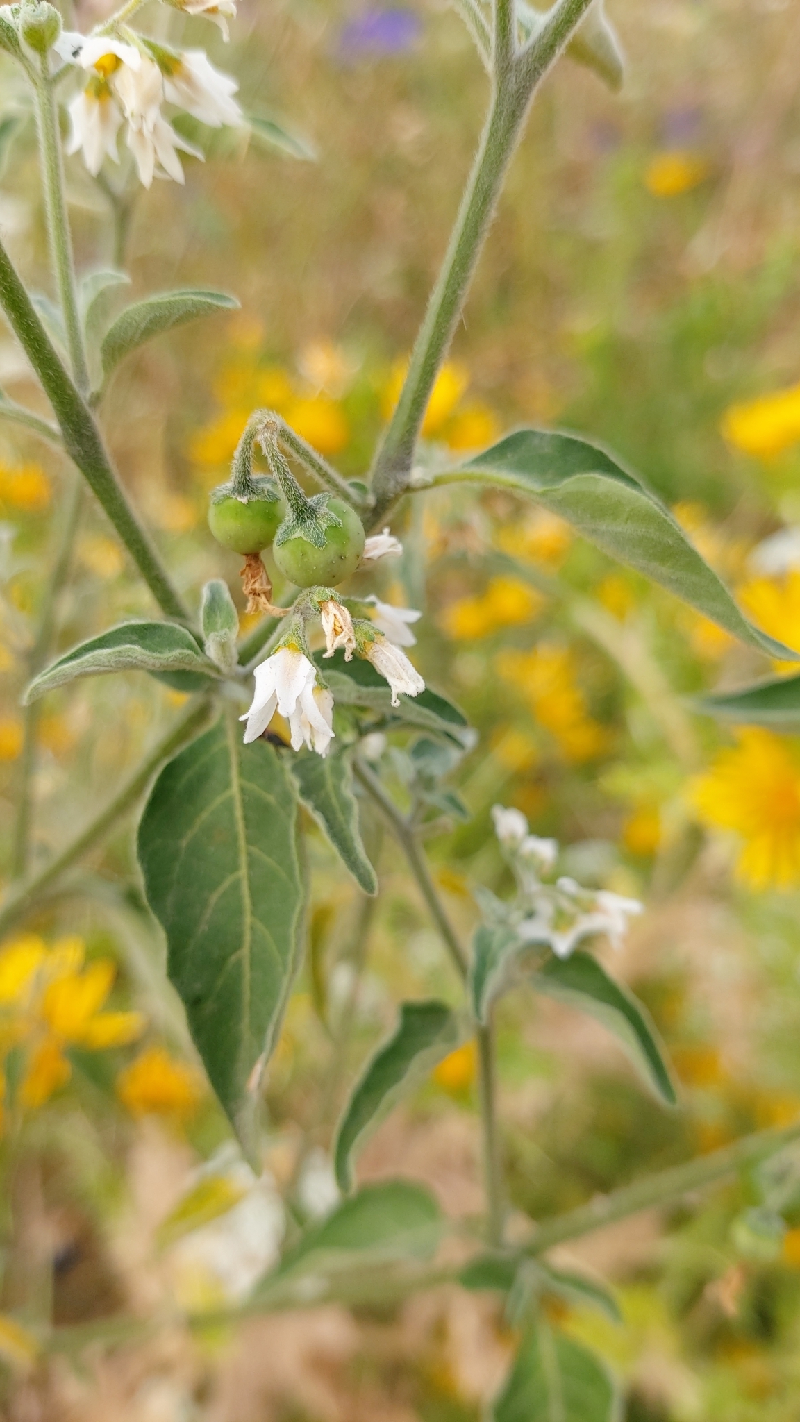 Photo of tall nightshade (11/12)