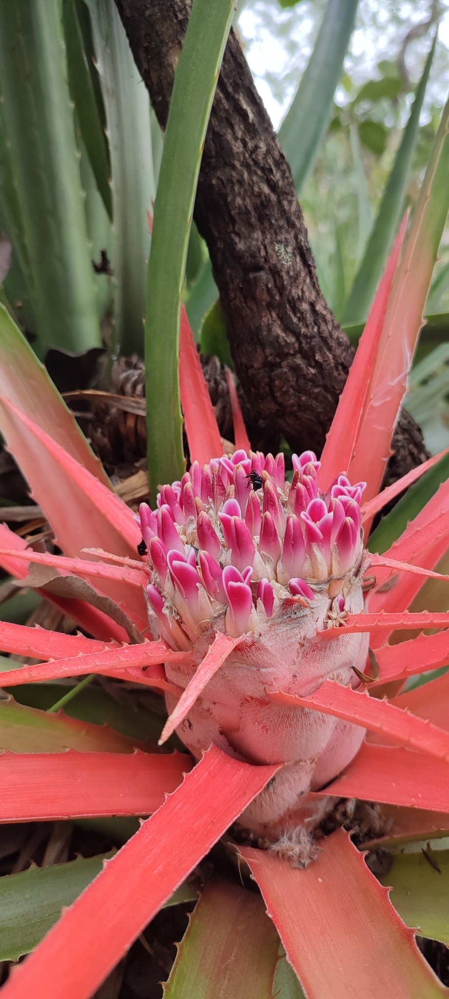 Photo of Bromelia goyazensis (12/12)