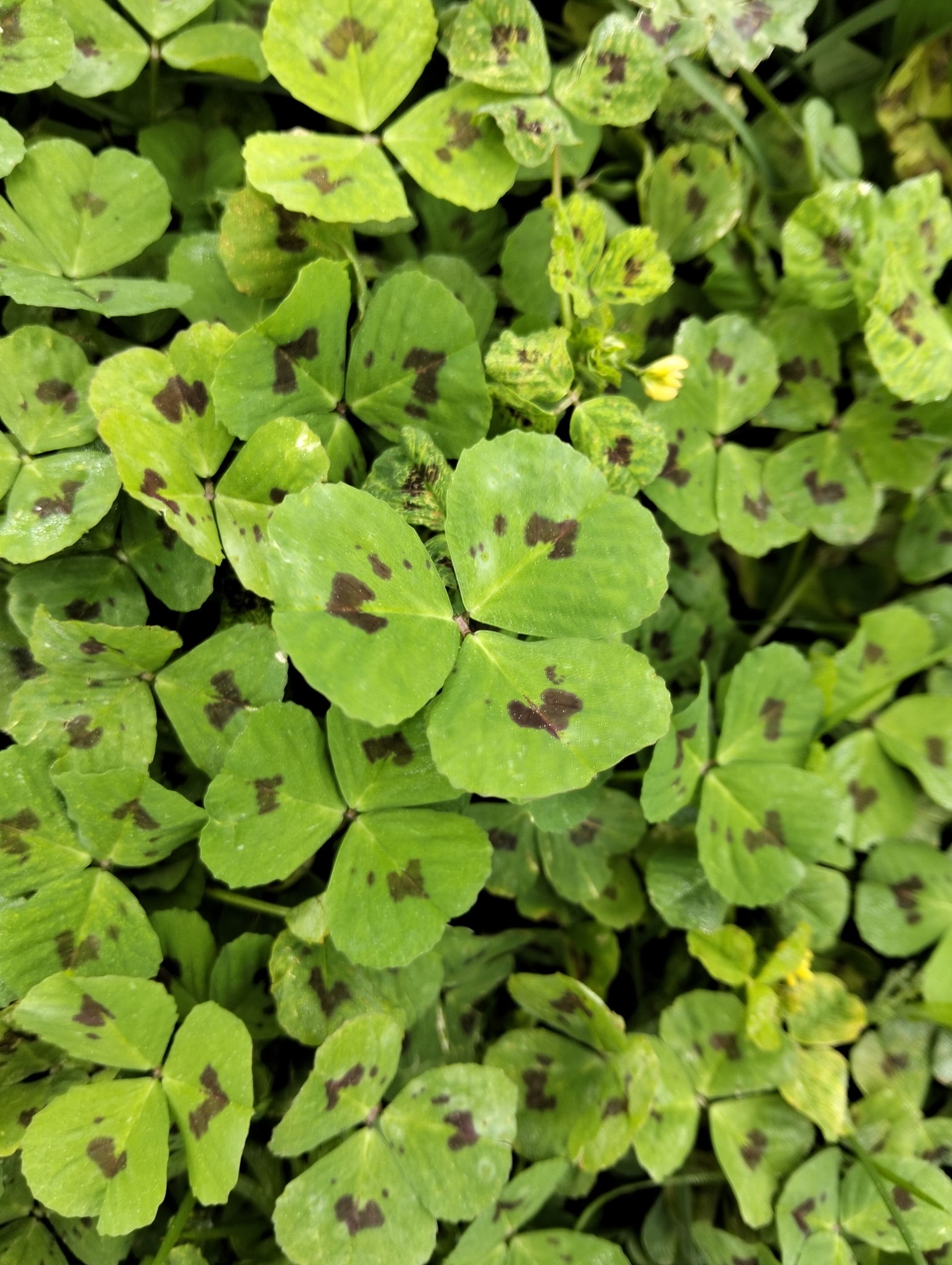 Photo of Spotted medick (12/12)