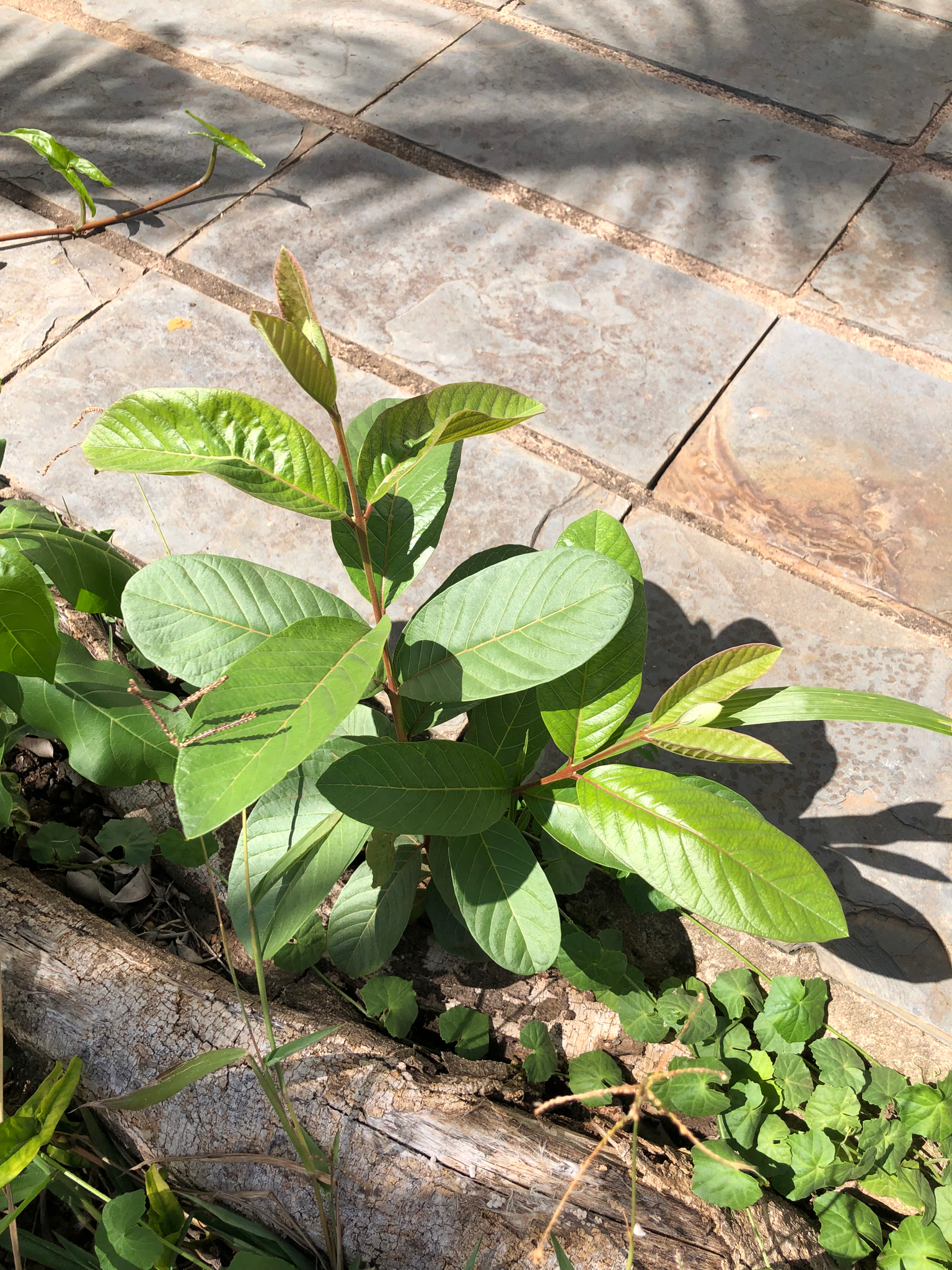 Photo of Brazilian Guava (1/10)