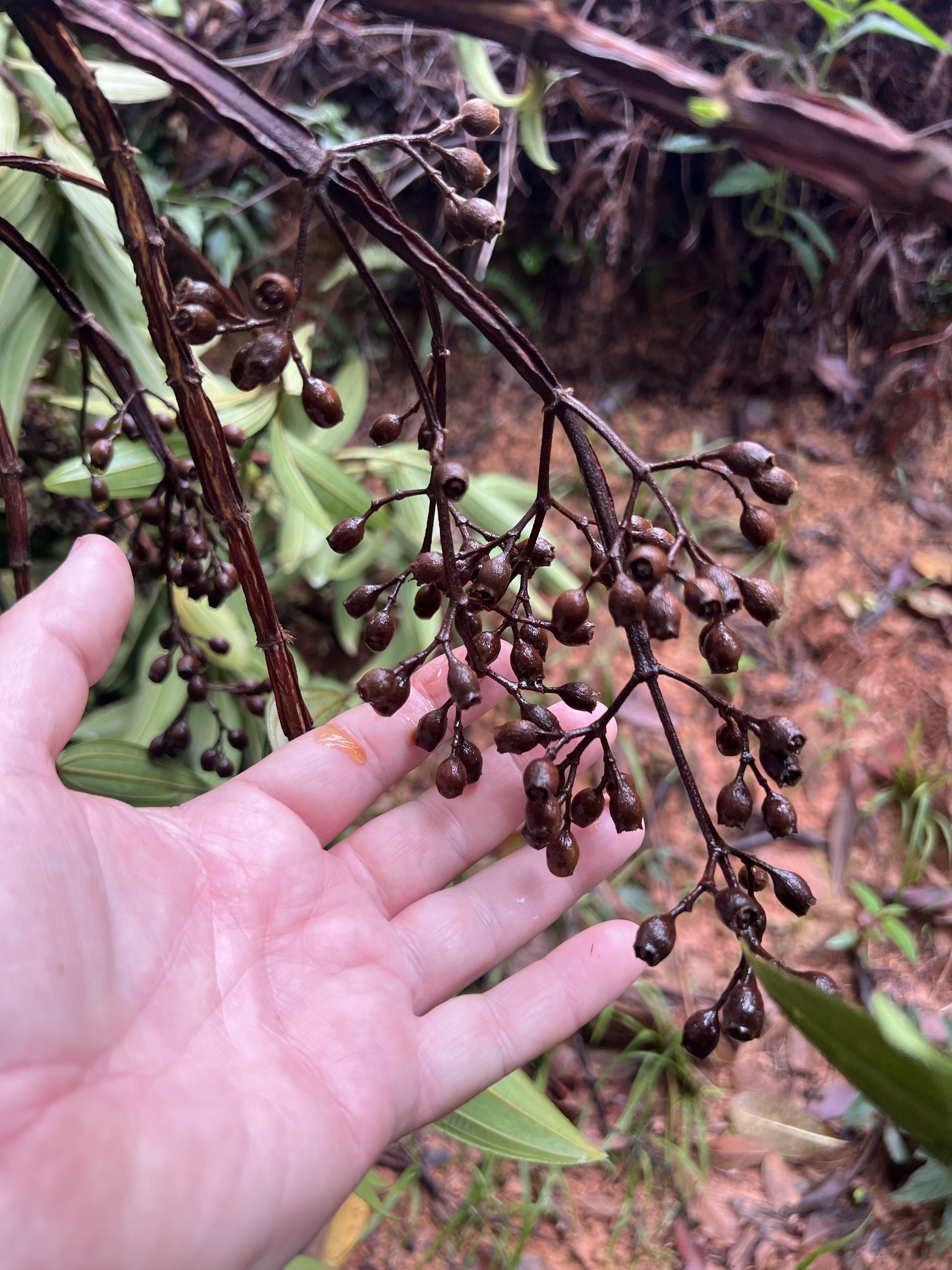 Photo of Glory Bush Tree (5/12)