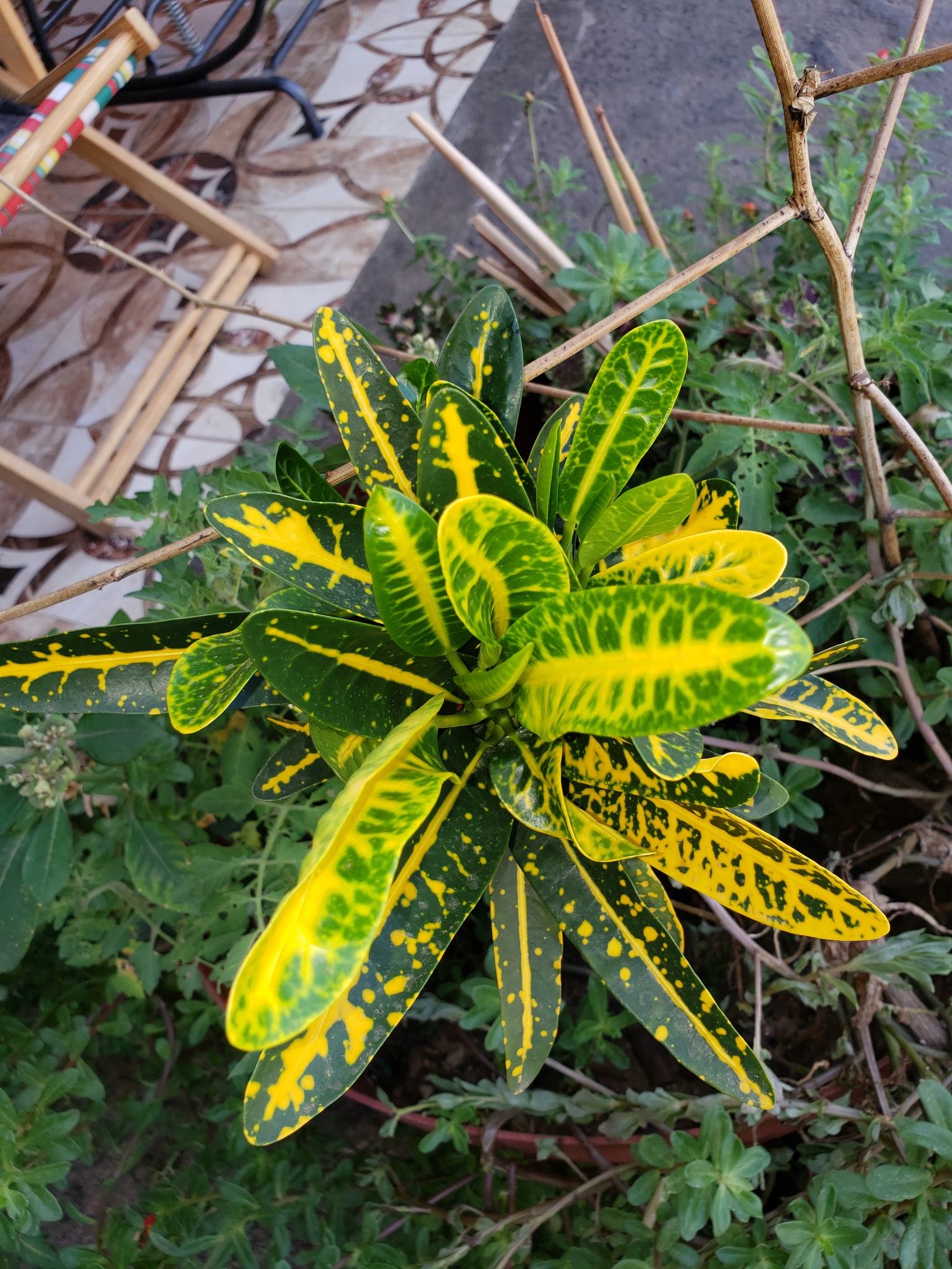 Photo of Variegated Croton (10/10)