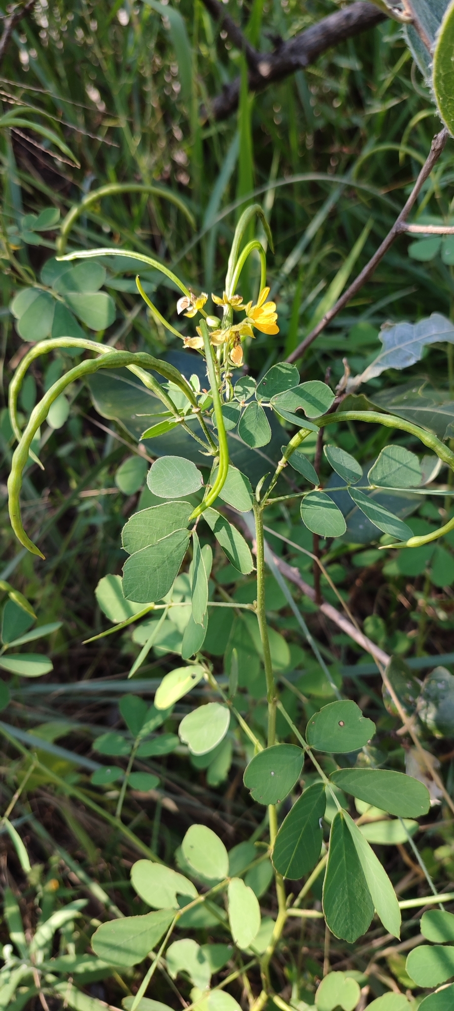 Photo of American Sicklepod (4/12)