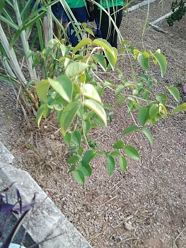 Photo of Surinam cherry (1/12)