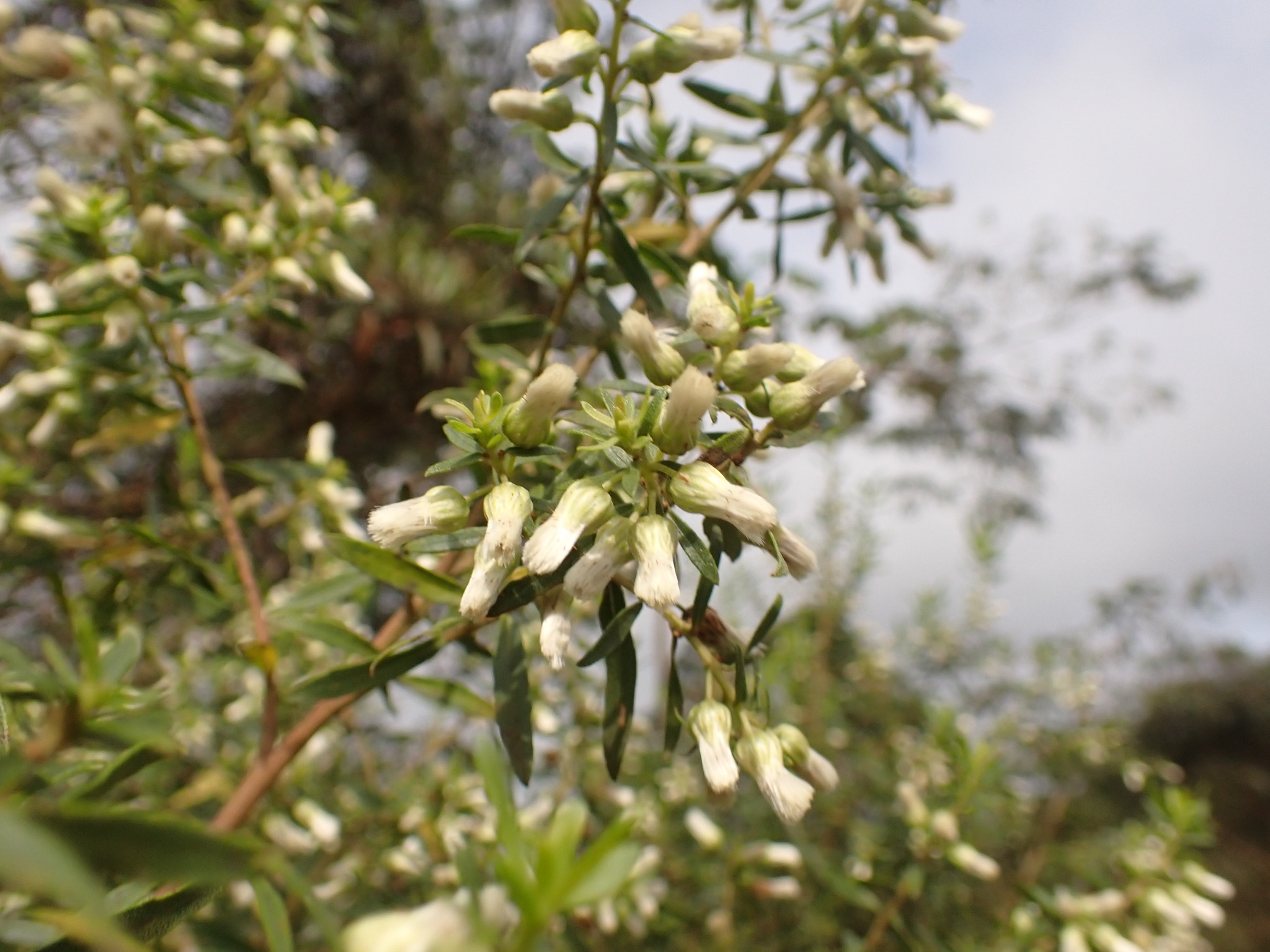 Photo of Baccharis dracunculifolia (5/12)