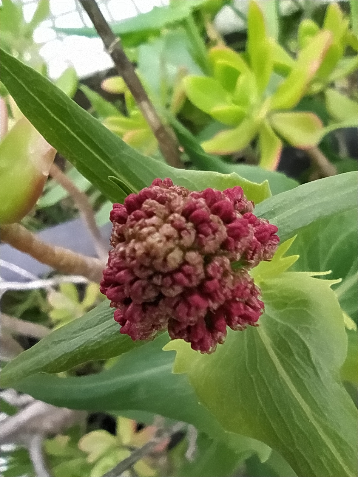 Photo of Red Valerian (2/9)