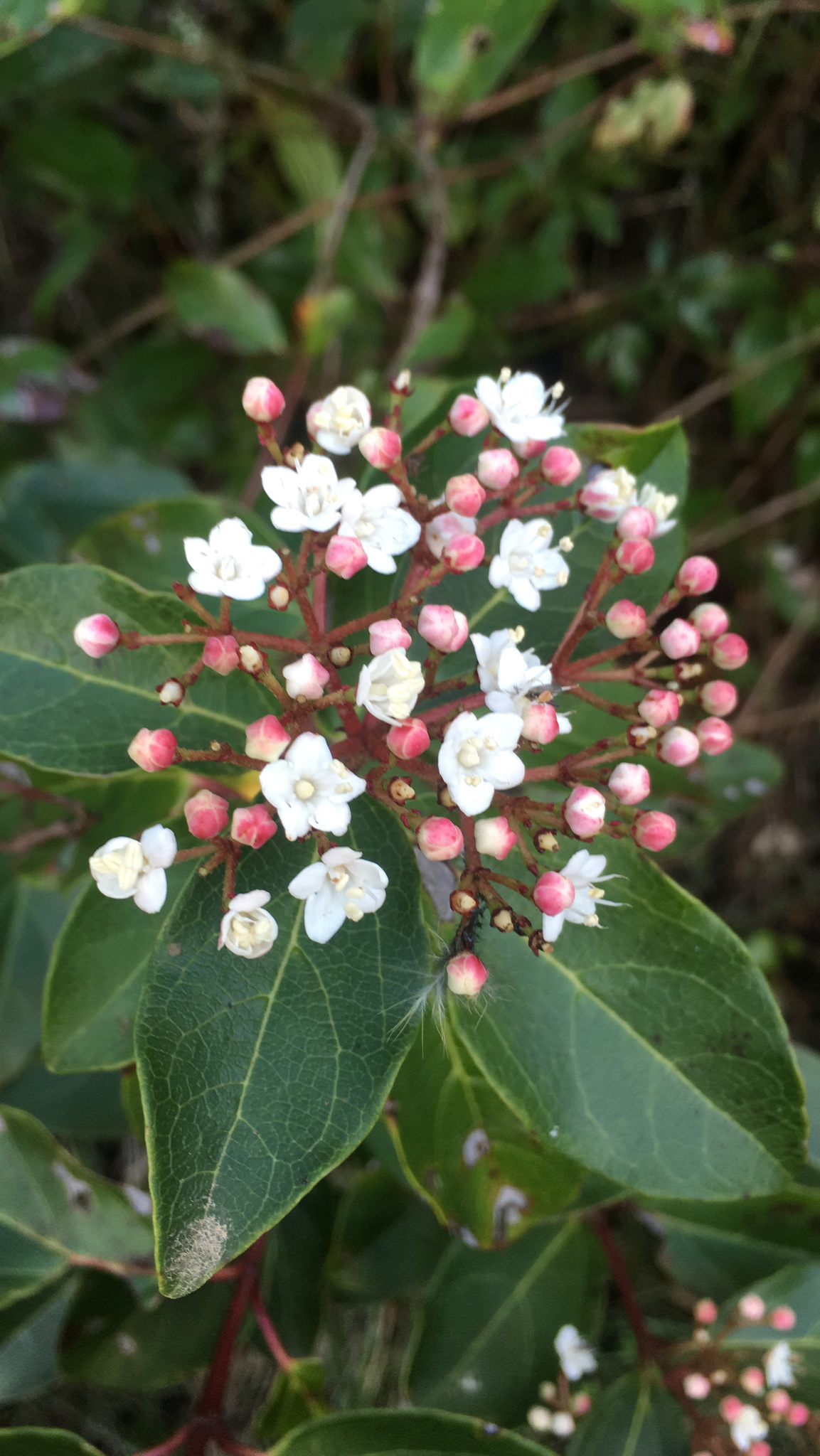 Photo of Laurustinus viburnum (7/12)