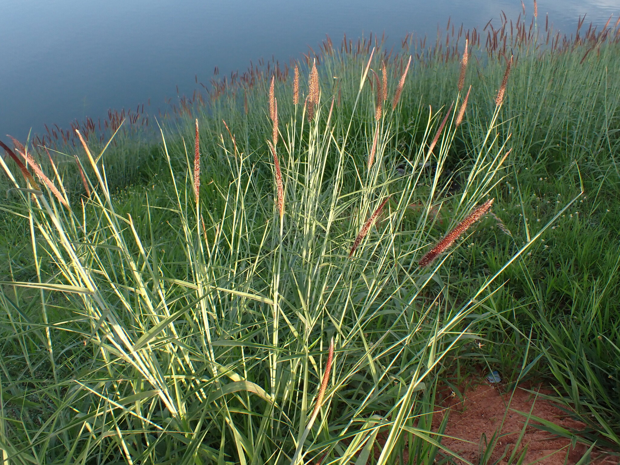Photo of feathery pennisetum (7/7)