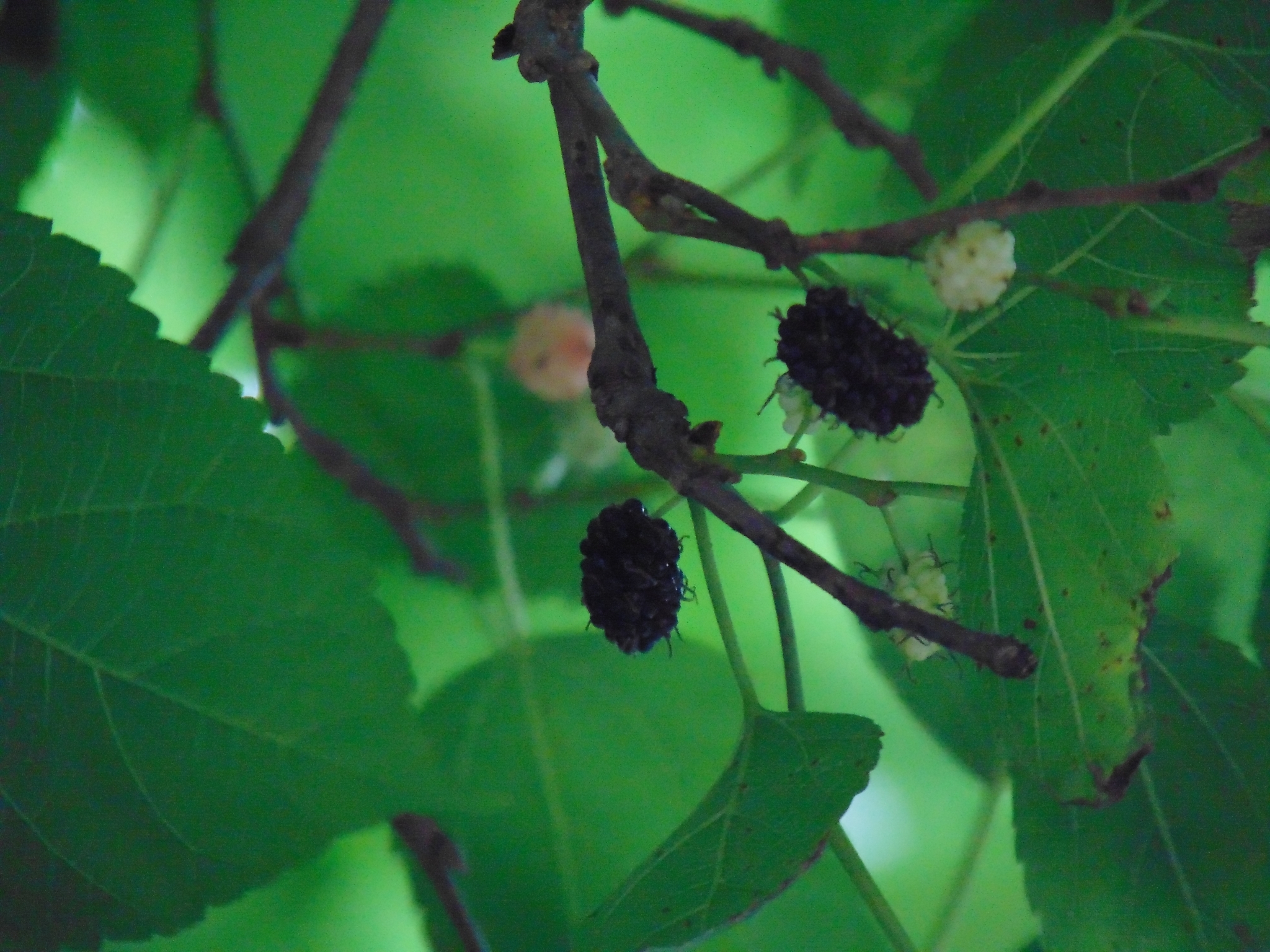 Photo of white mulberry (2/6)