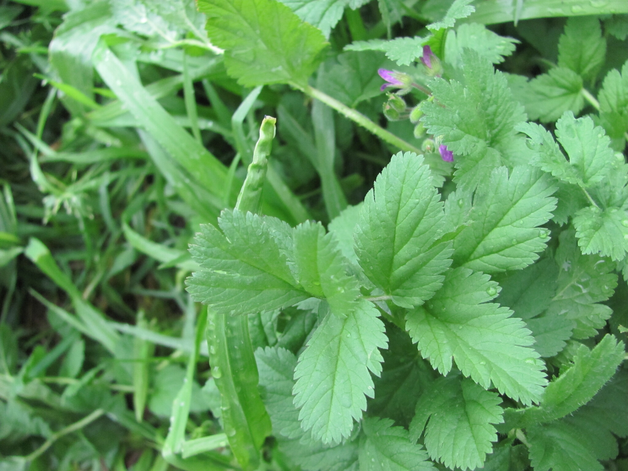 Photo of musk stork's-bill (11/12)