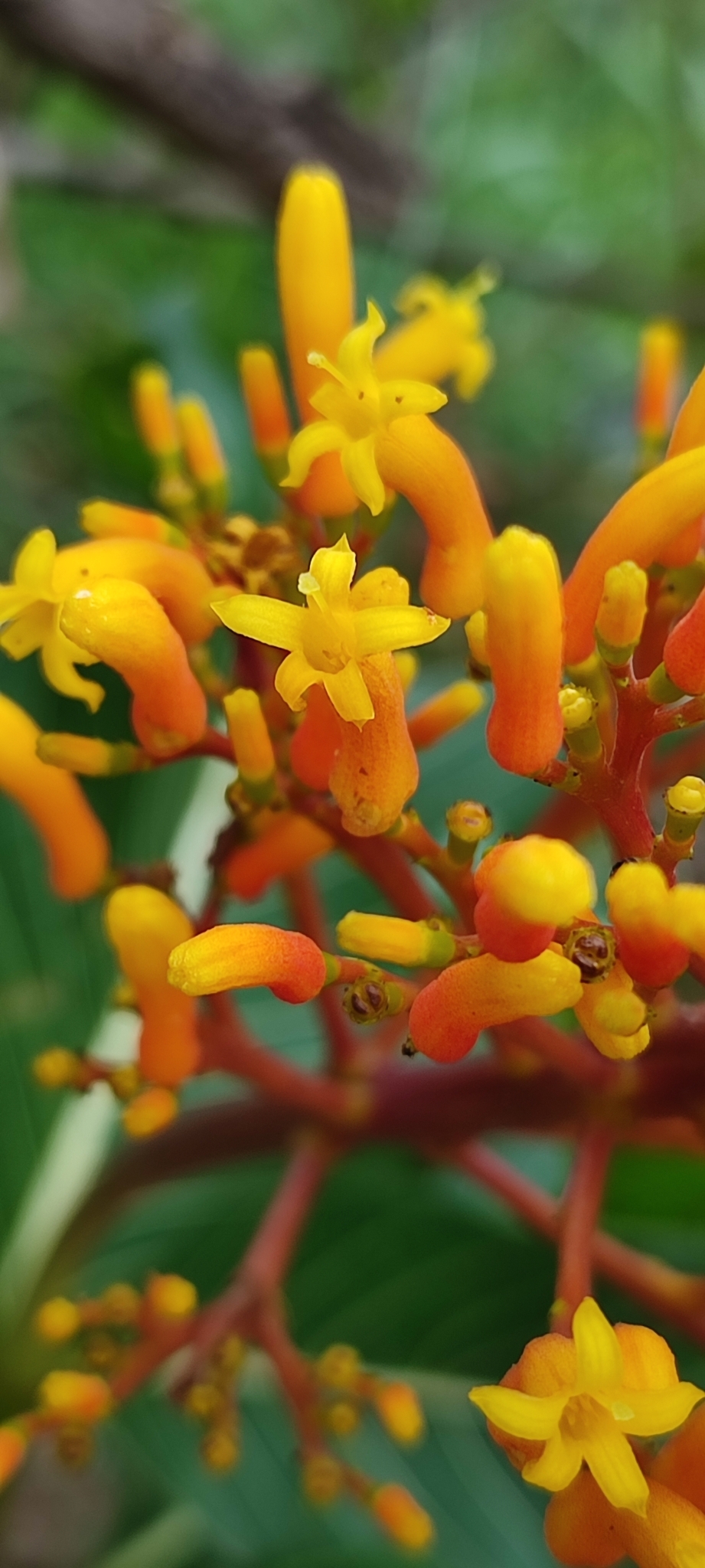 Photo of Palicourea rigida (10/12)